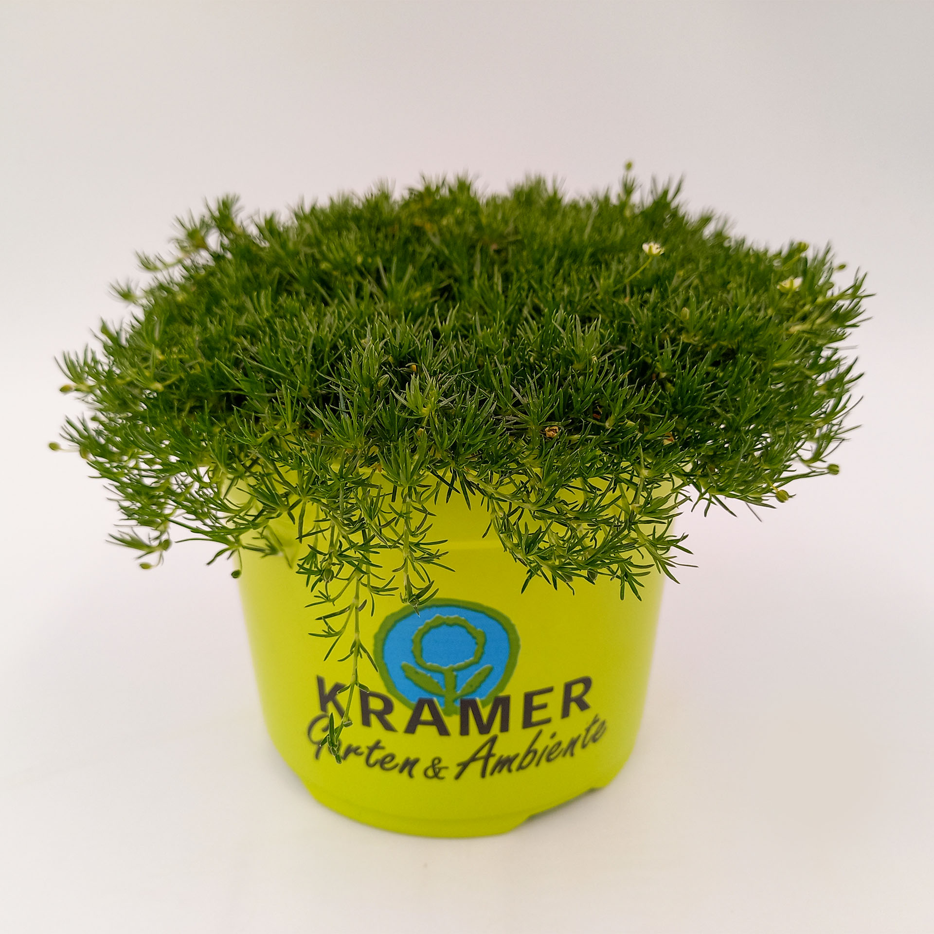 Sternmoos Irish Moos weiße Blüten pflegeleichte Herbstpflanze