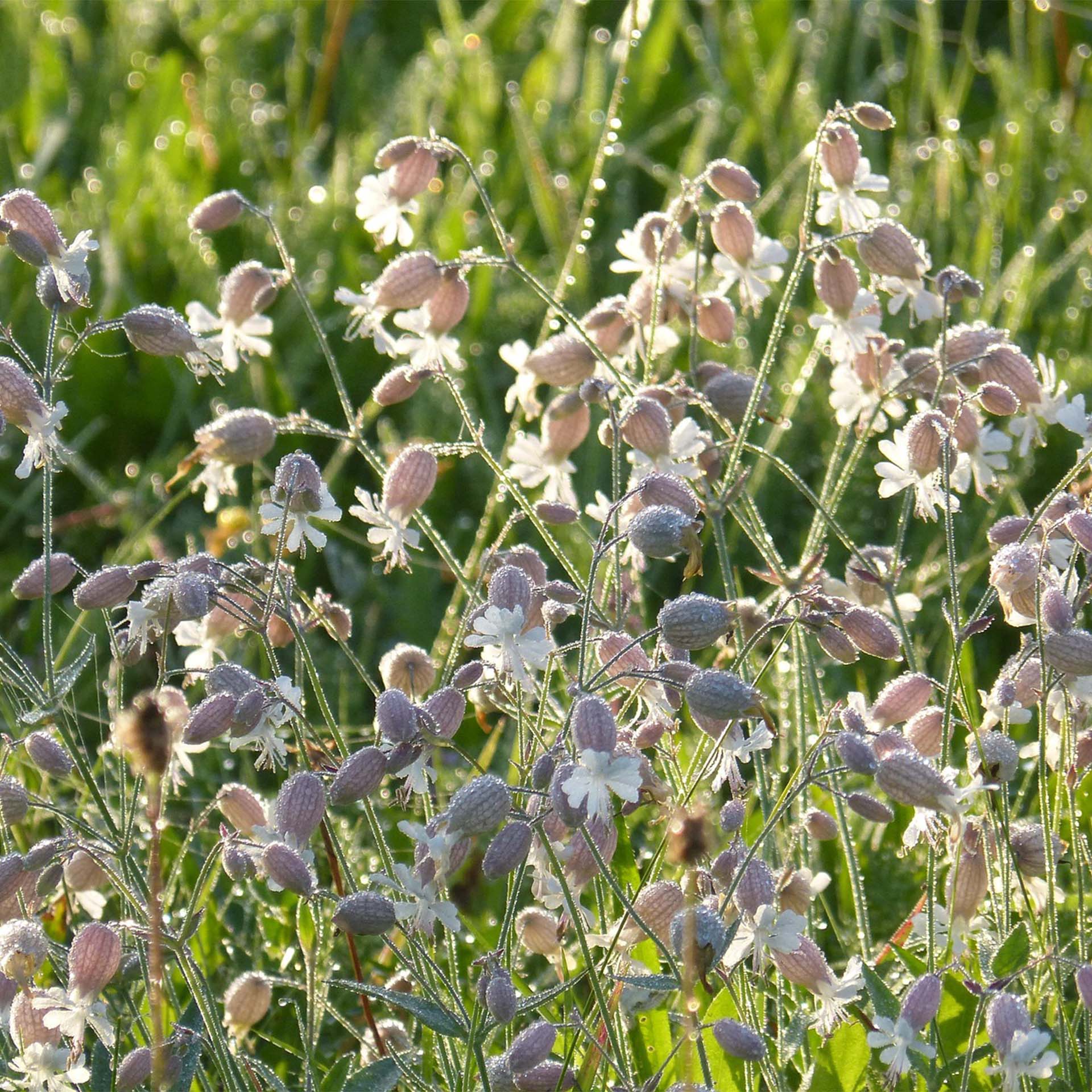 wildblumen, blumen, rosa knospen, gänseblümchen-art, feld