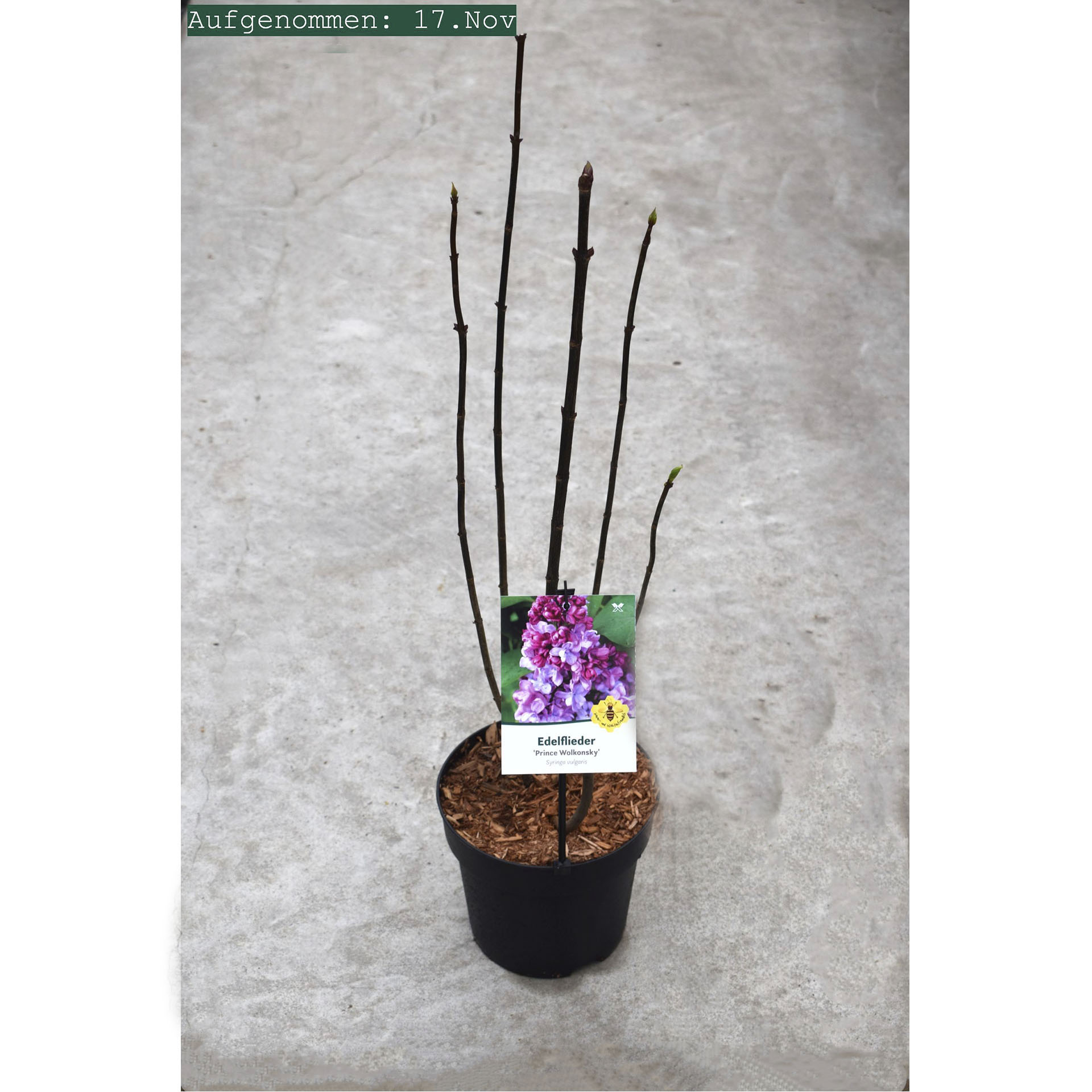 Edelflieder Prince Wolkonsky im Pflanztopf mit Pflanzenschild