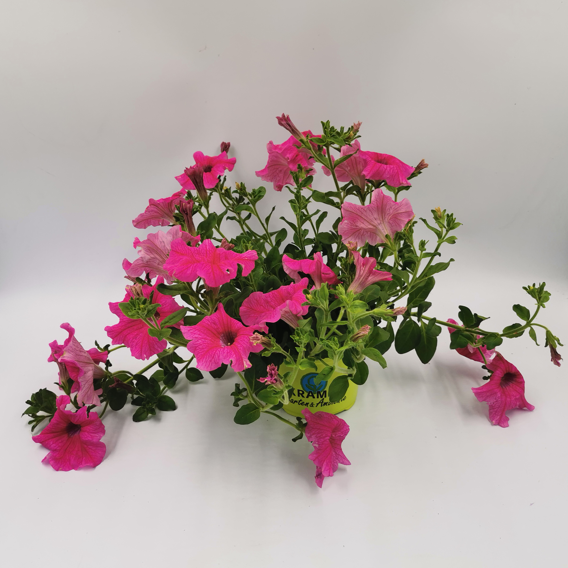 Petunie - Petunia Surfinia 'Crazy Pink', 12cm Topf