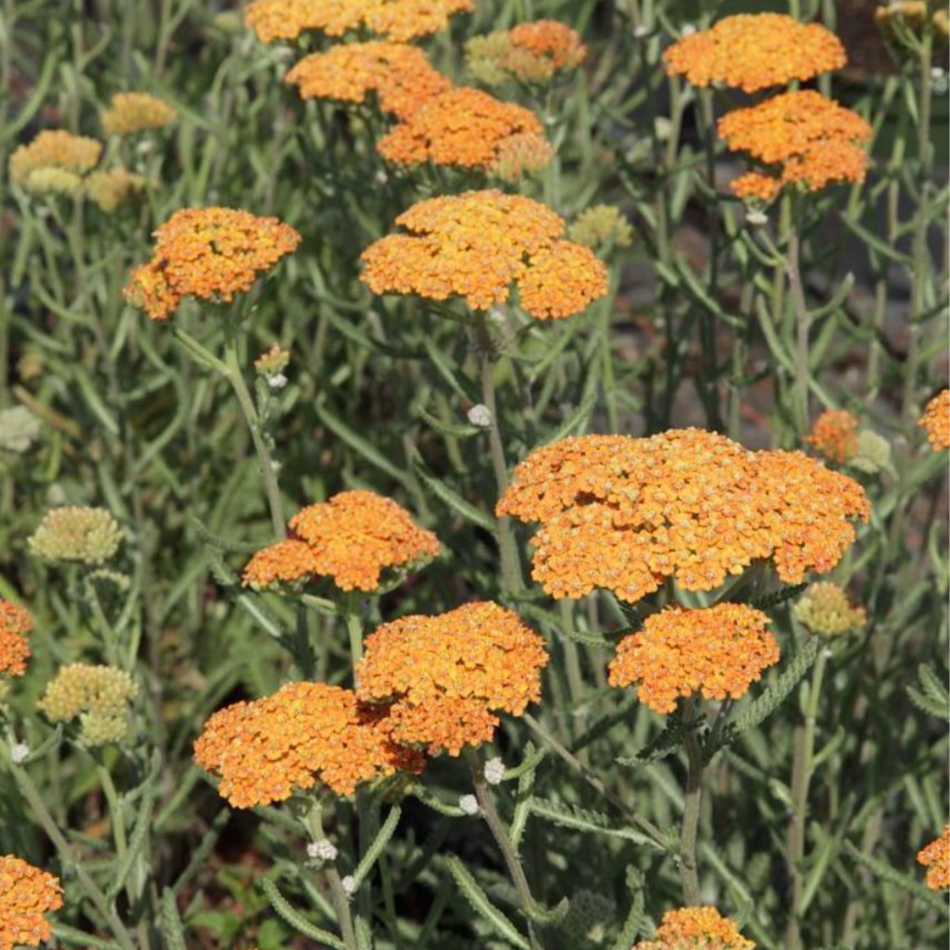 Schafgarbe 'Terracotta' Sonnenstaude, Blume, Vegetation, Gänseblümchen, Pilz, Blütenblatt