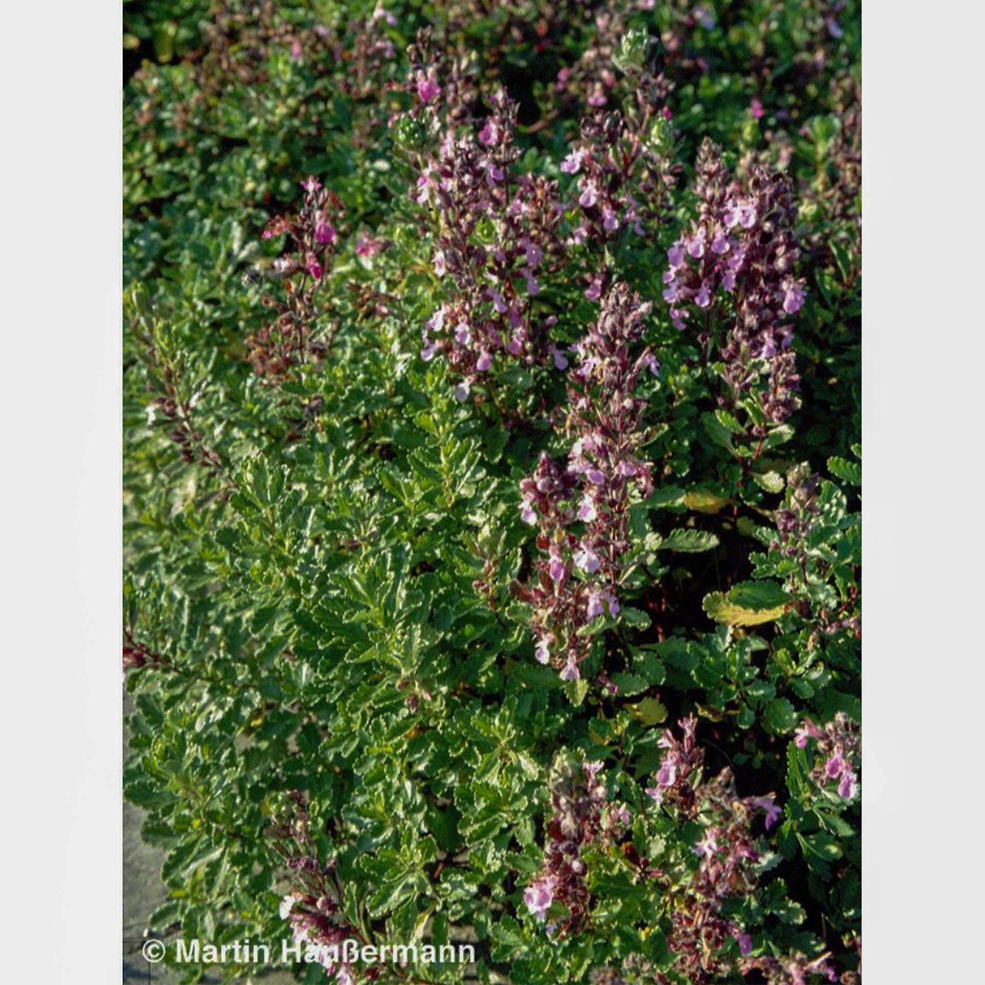 Kräuter, Pflanze, Vegetation, Blume, Gras