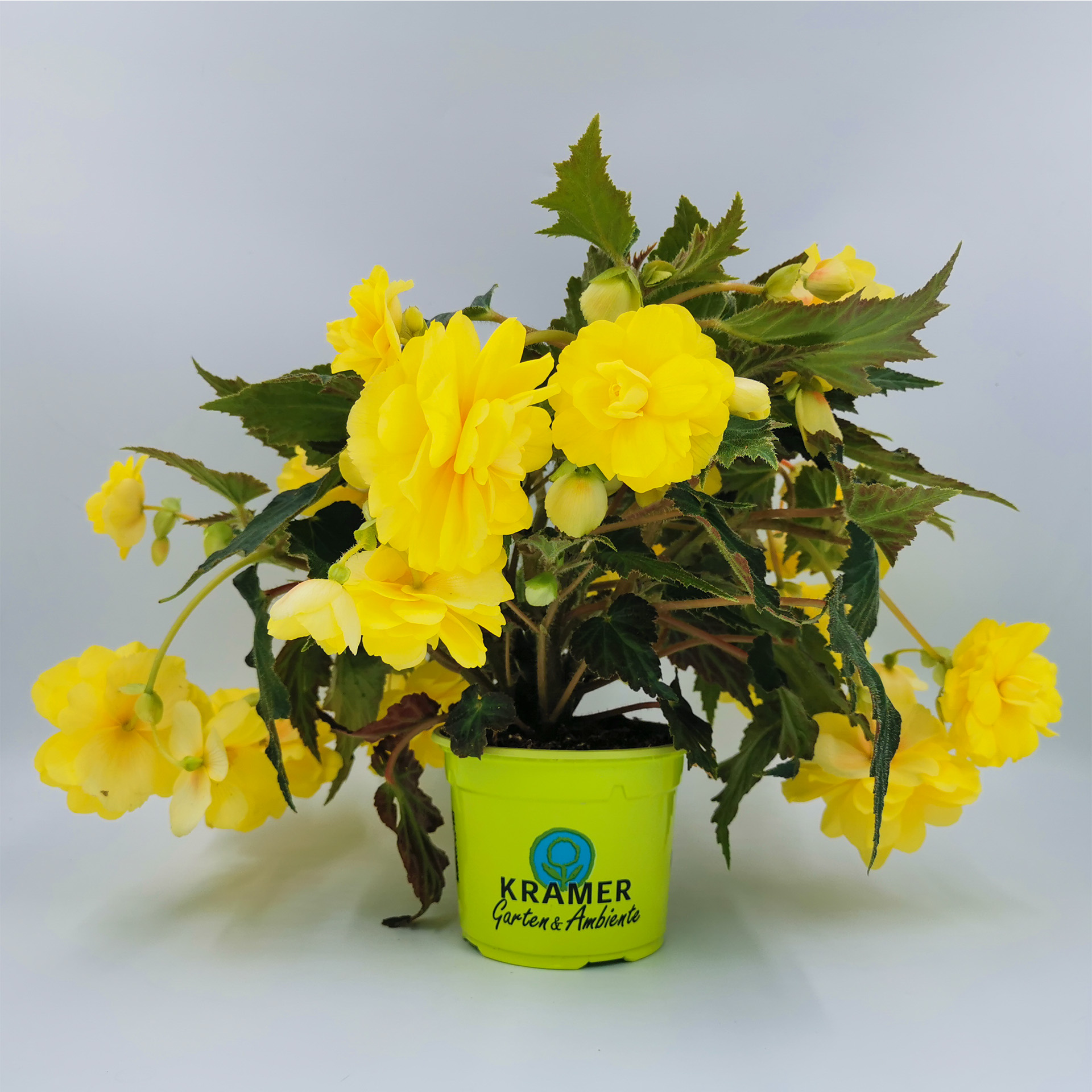 gelb blühende Hängebegonie Belina Yellow im Pflanztopf