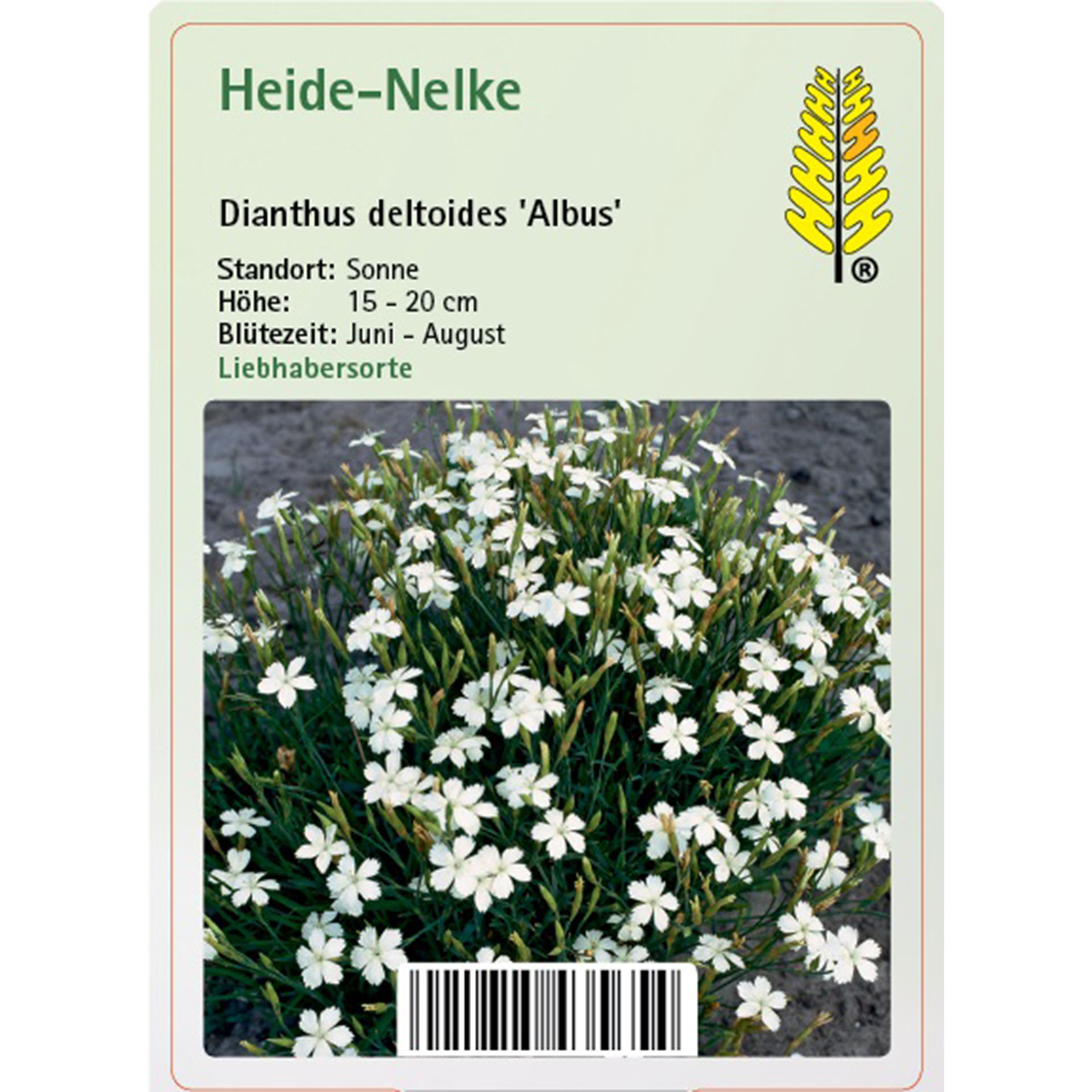 Blume, Pflanze, Kräuterig, Kräuter