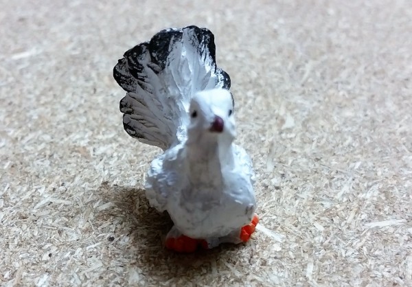 Taube weiß gerade schauend