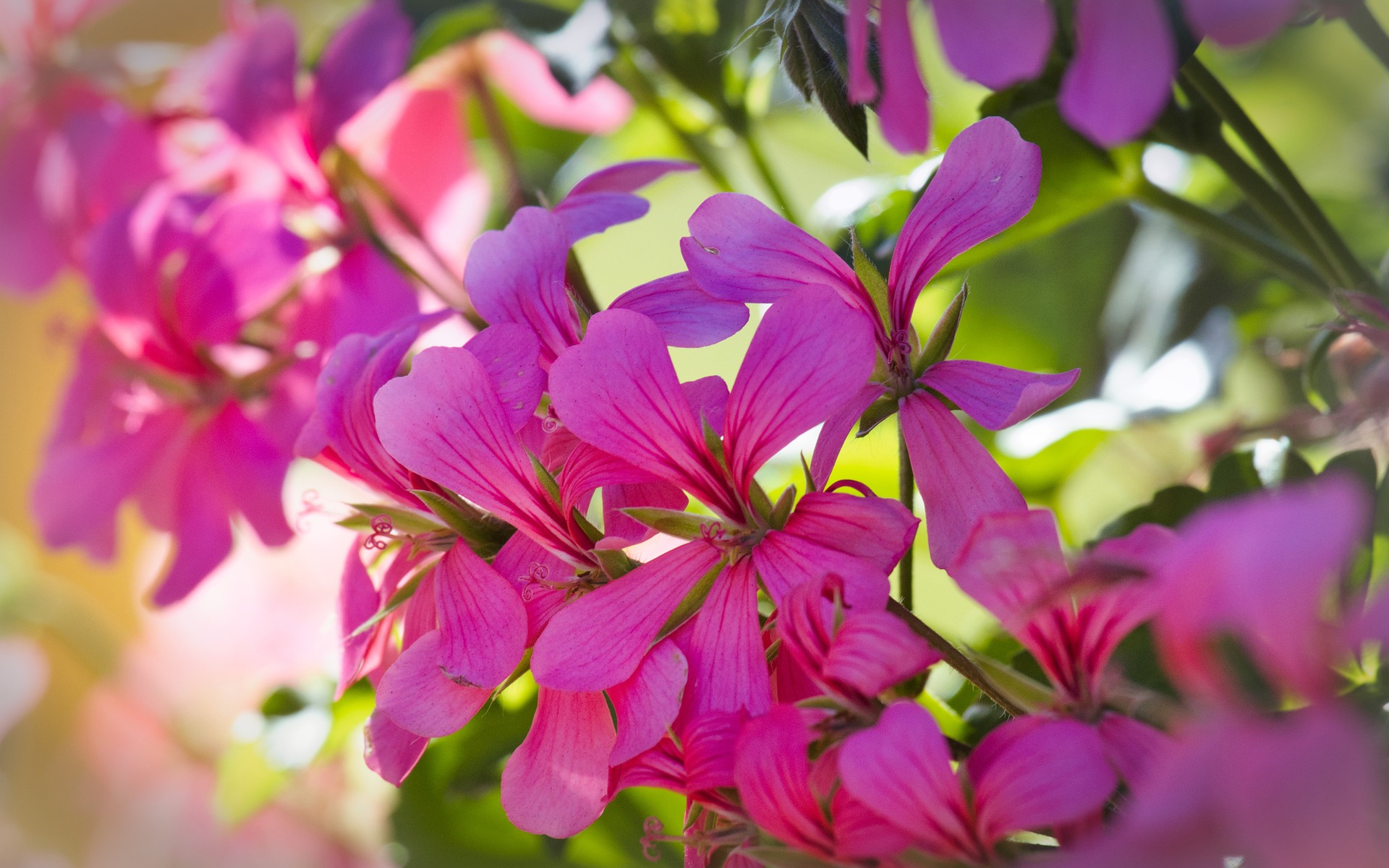 hängende lila blühende geranie