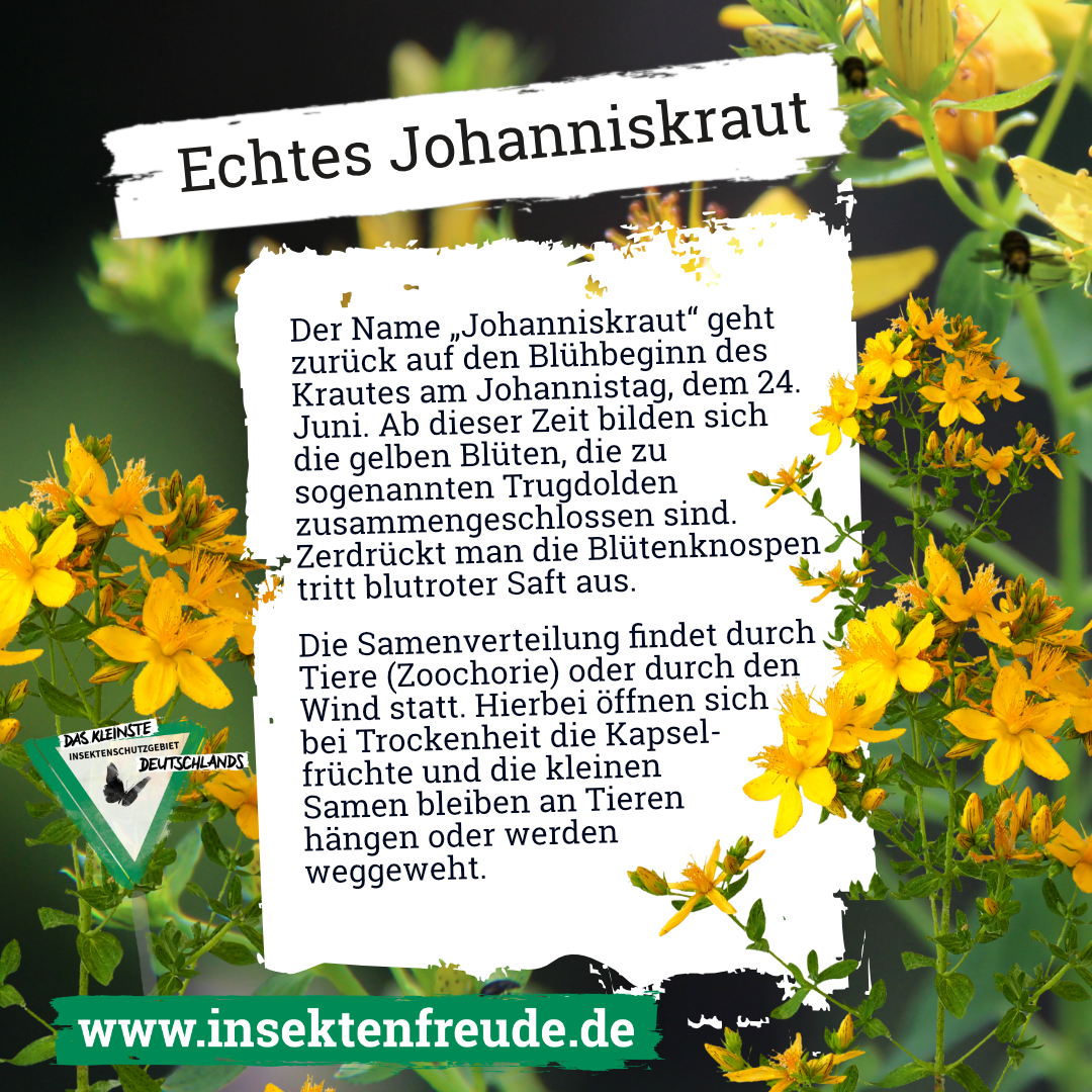 Werbung, Plakat, Blatt, Blume, Blütenblatt