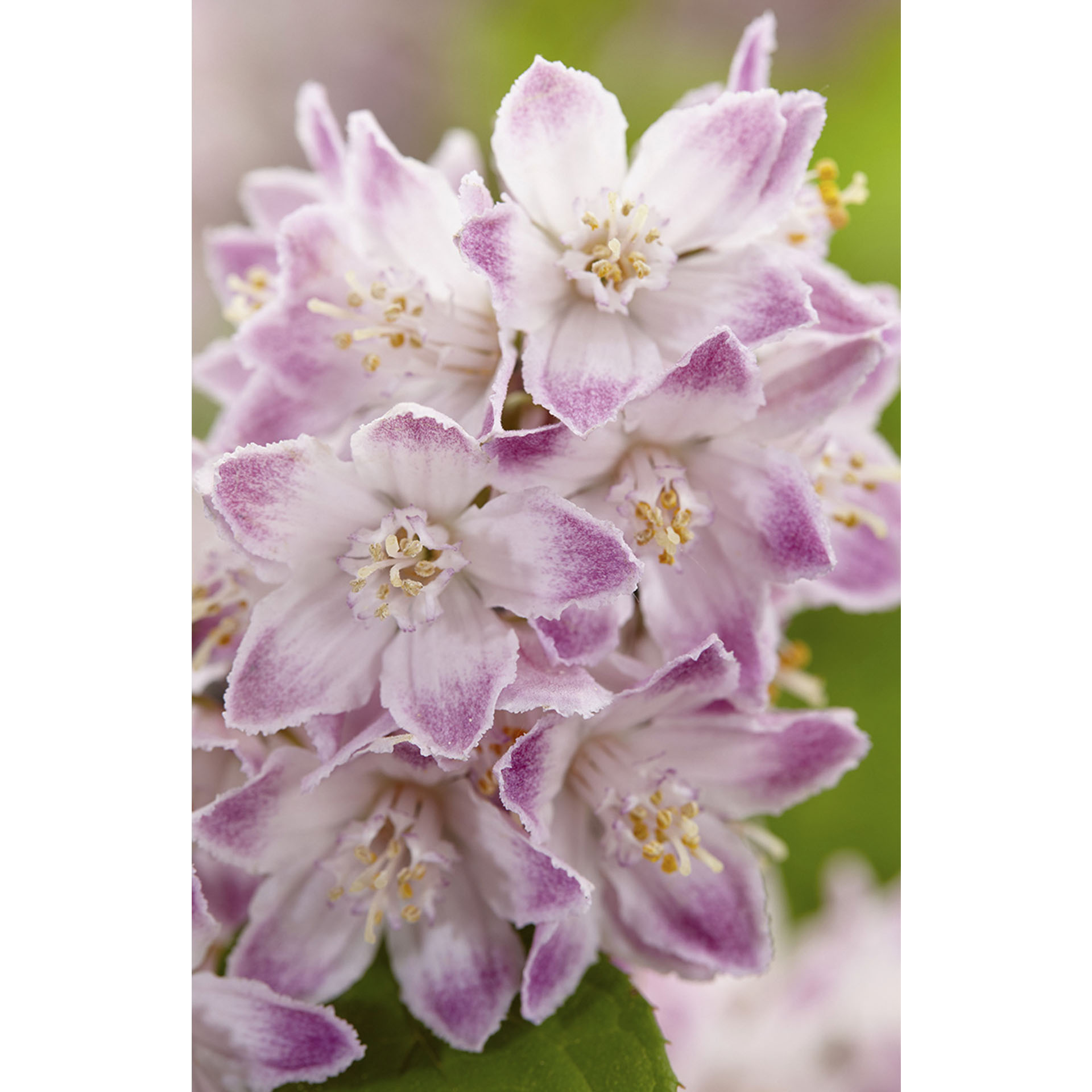 rosa-lila Blüten der Deutzie Raspberry Sundae