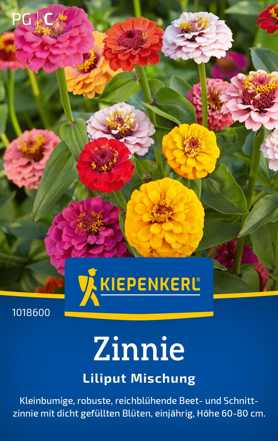Werbung, Plakat, Blume, Pflanze, Rose
