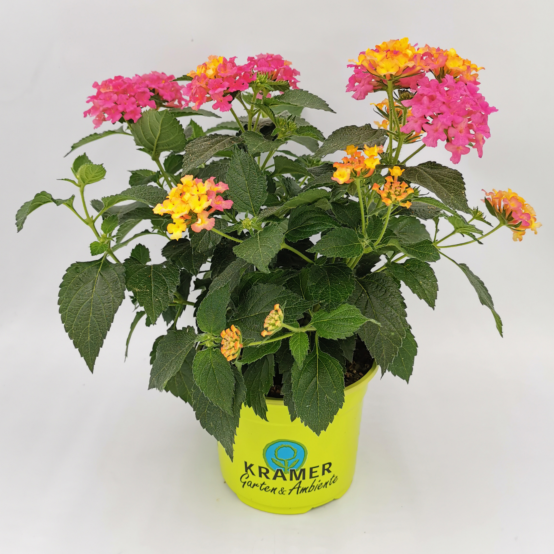 Bühende Wandelröschen Evita Rose im Pflanztopf