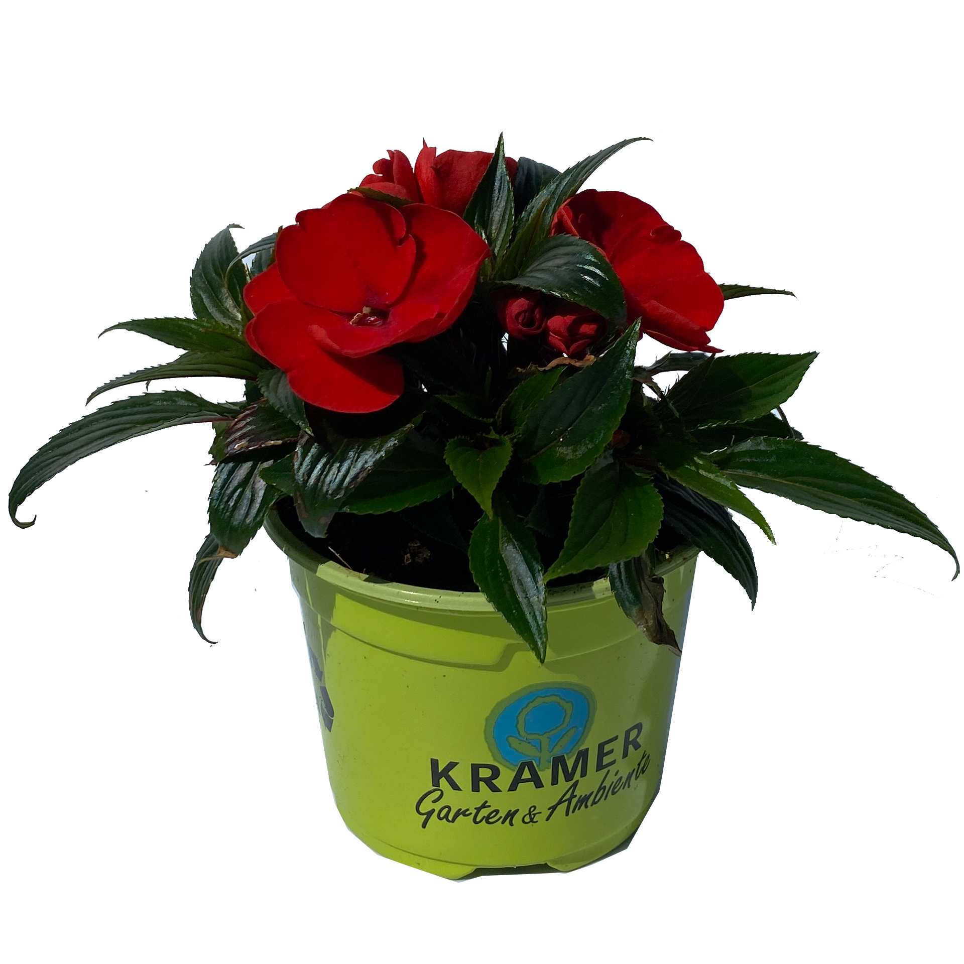 Edellieschen mini - Impatiens Neuguinea-Hybride 'Bonita Quepos' rot, 11cm Topf