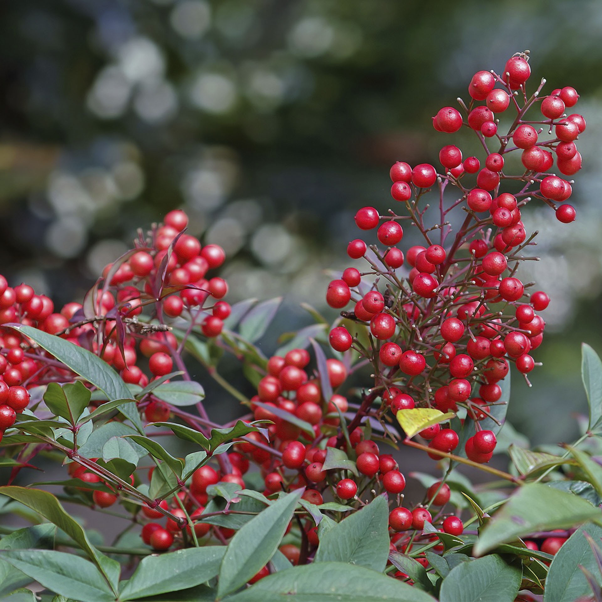rote Früchte an Zweigen des Himmelsbambus Obsessed