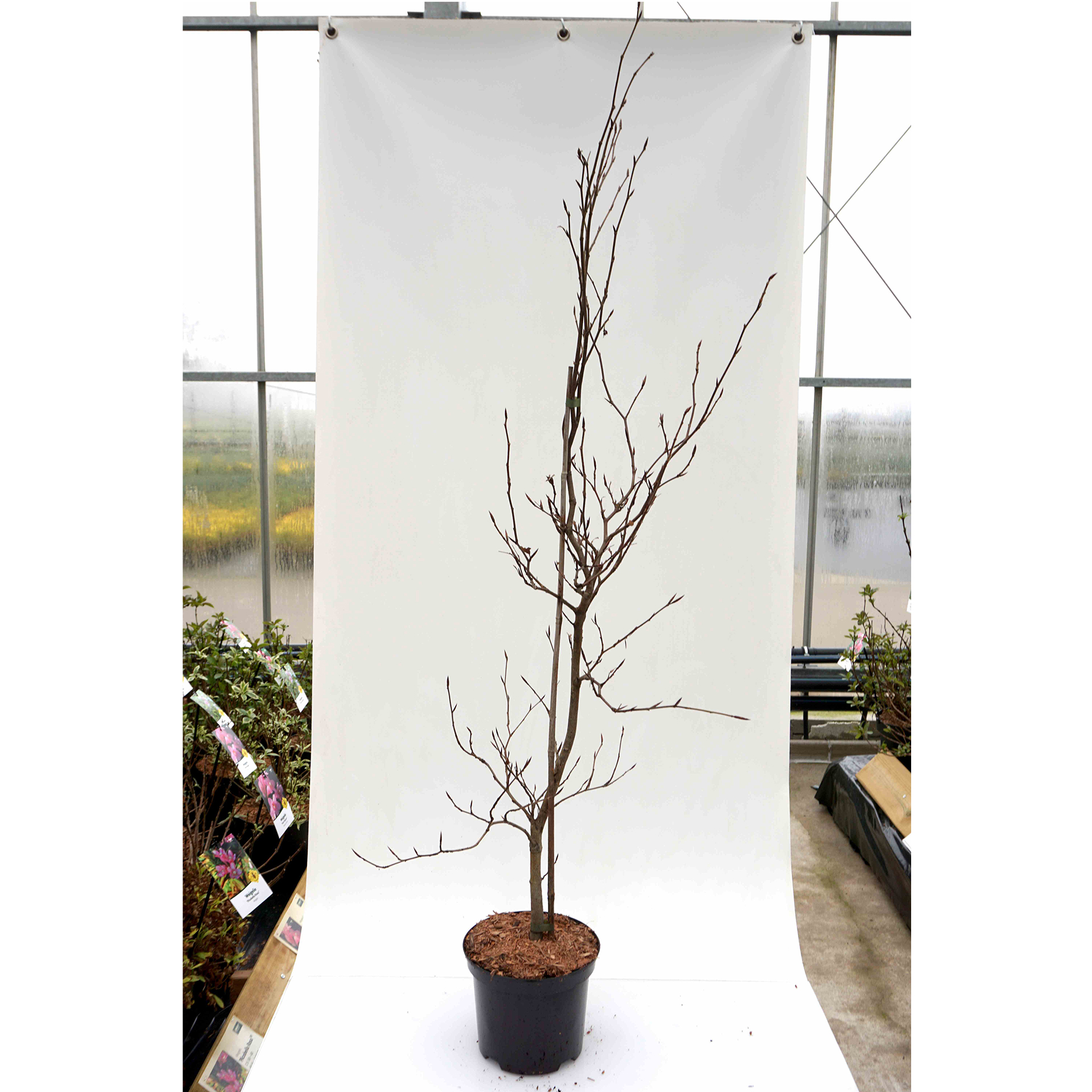 Heckenpflanze Blutbuche glänzend grüne Blätter