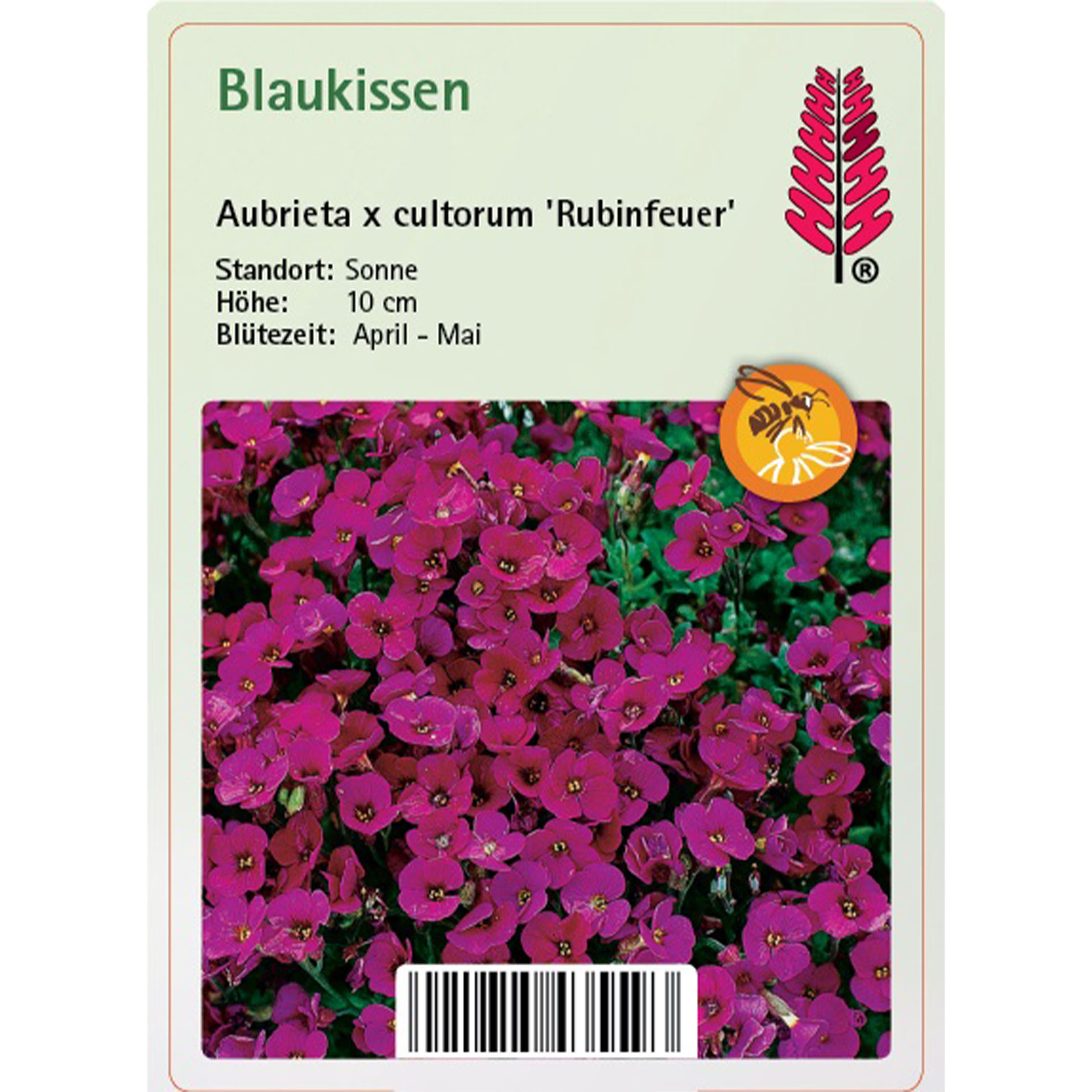 Blume, Pflanze, Geranie, Blütenblatt, Purpur