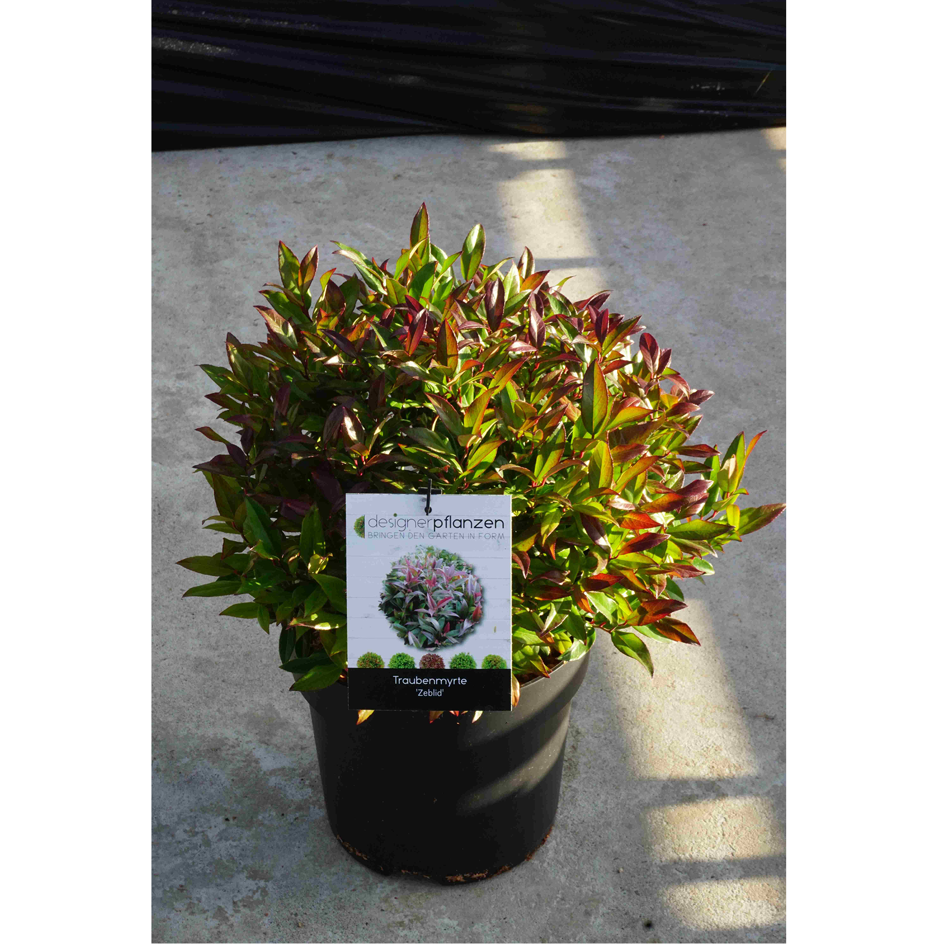 Traubenheide - Leucothoe walteri 'Zeblid', C6 Kugel 30-40cm
