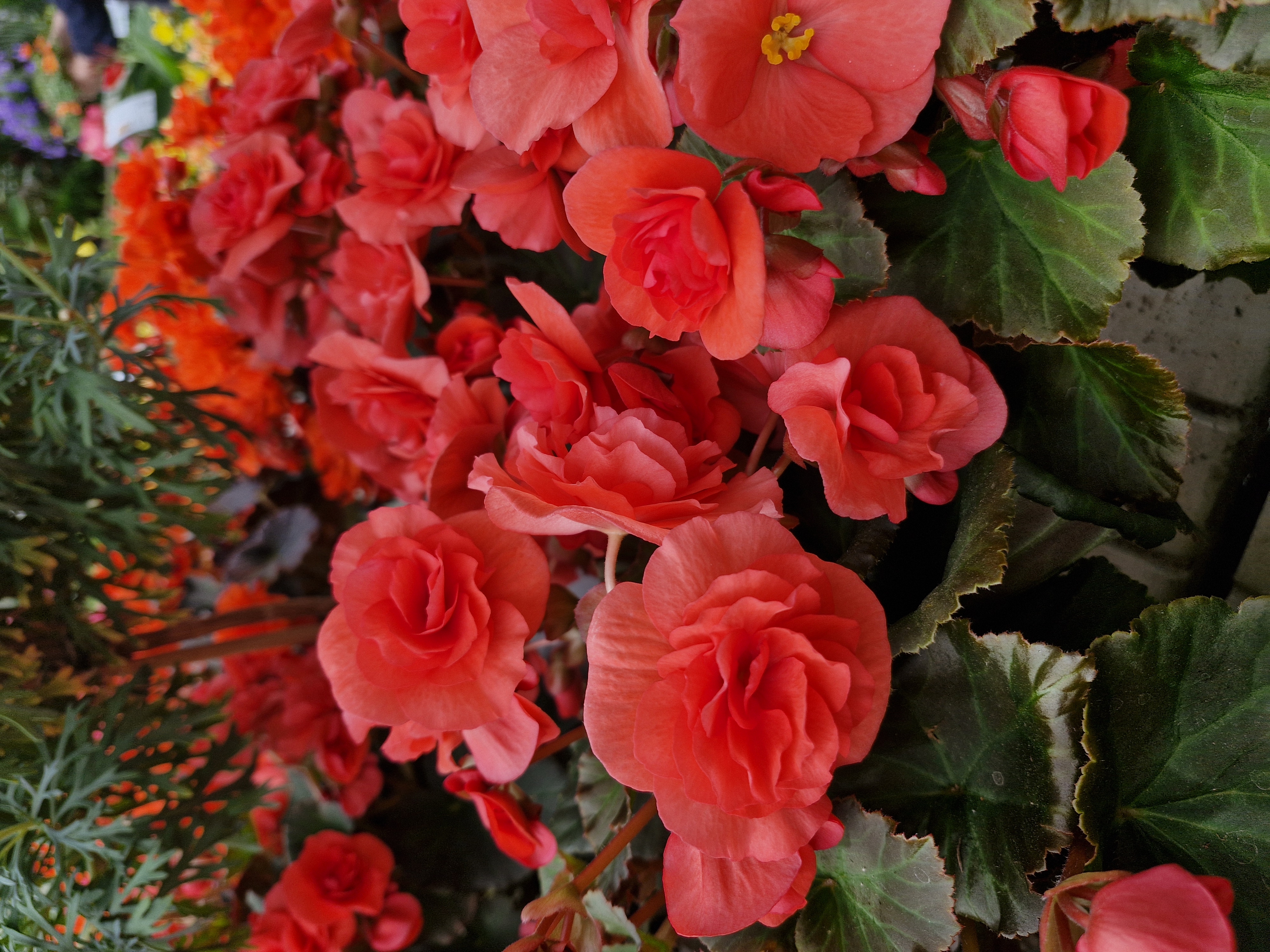 blume, geranie, rot, blüte, grüne blätter