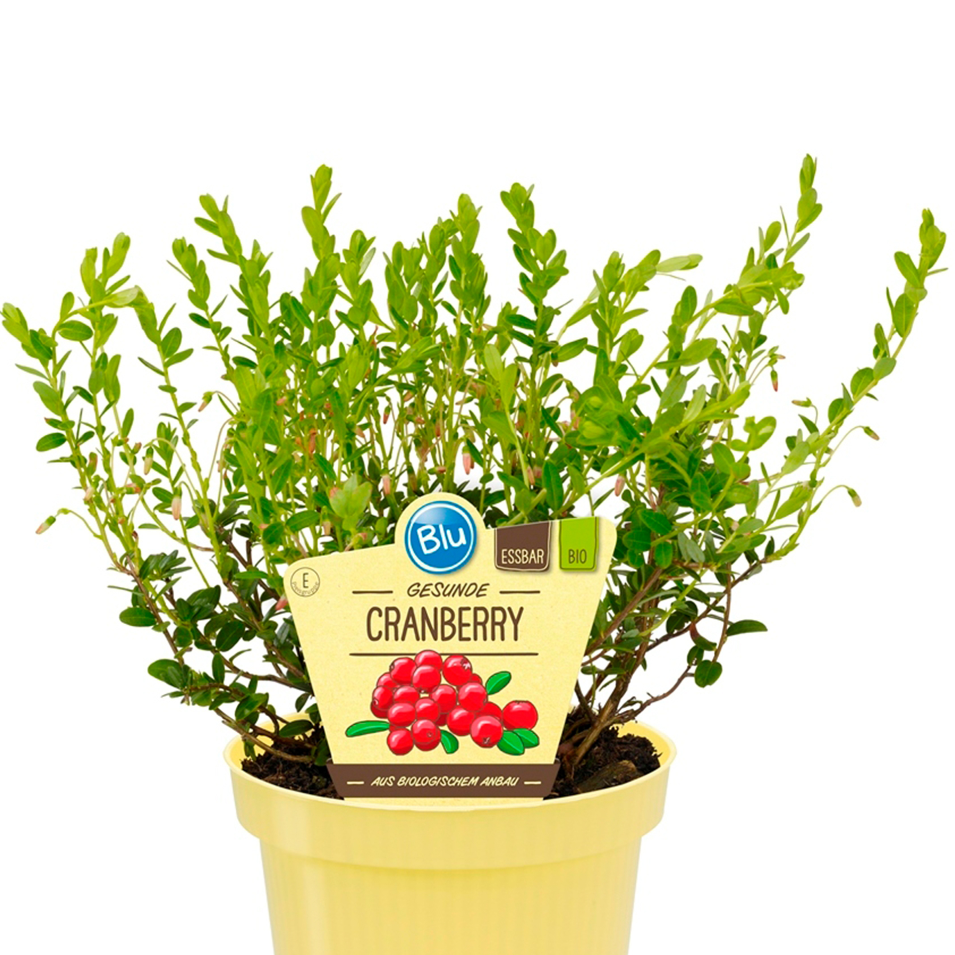 BIO Cranberry Gesunde - Vaccinium macrocarpon, 12cm Topf