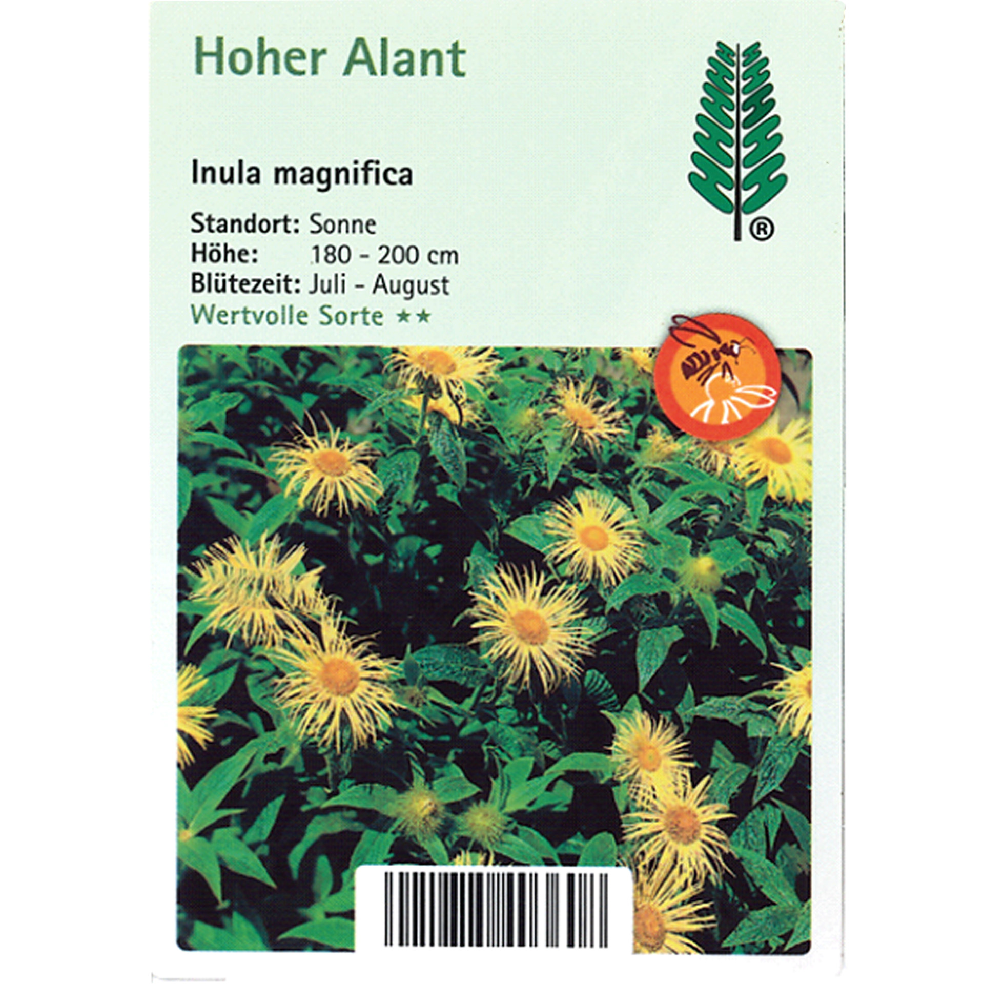 Kräuterig, Kräuter, Blume, Blatt, Gänseblümchen