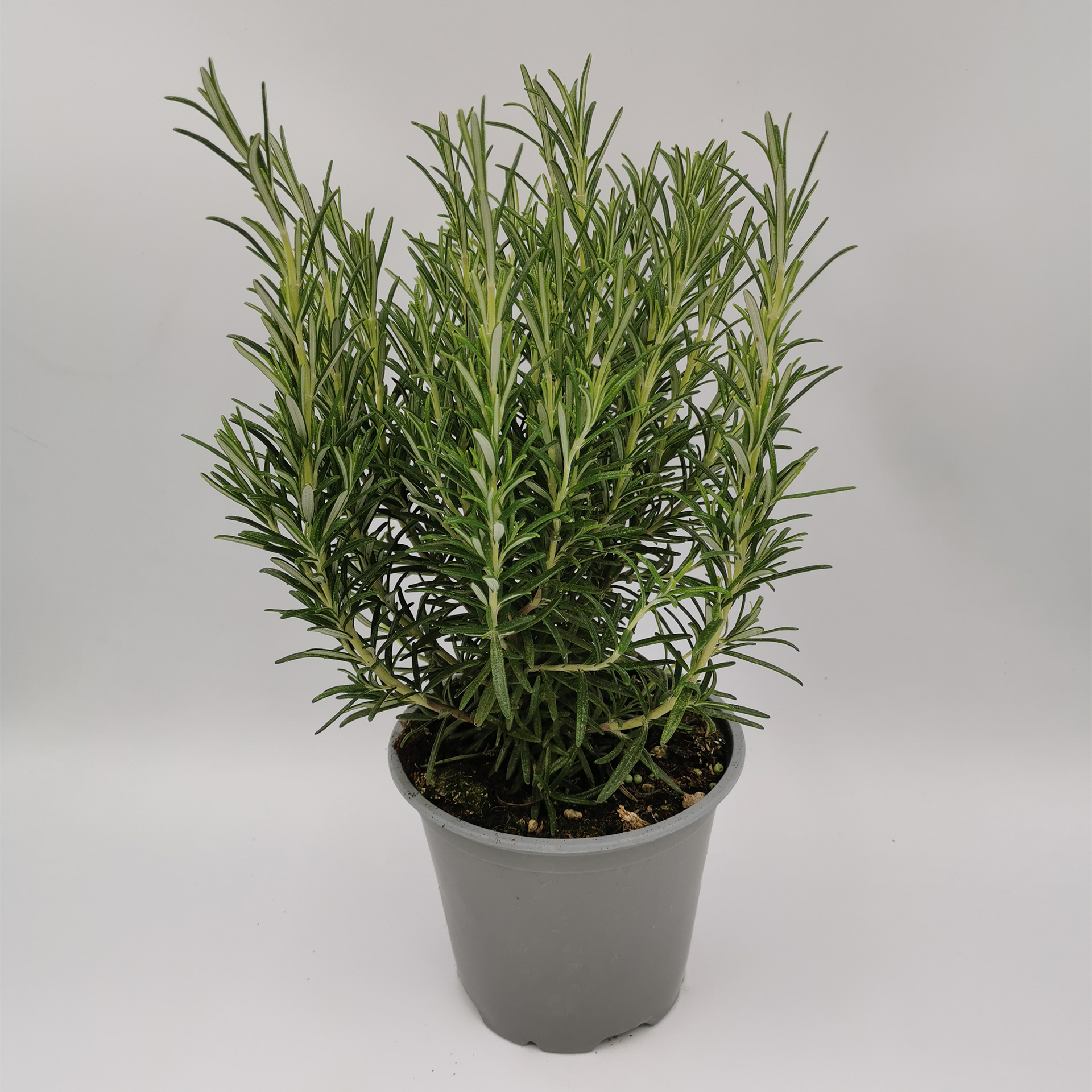 Rosmarin Gewürzpflanze Gewürz Kräuter Küchenkräuter Küchengewürz