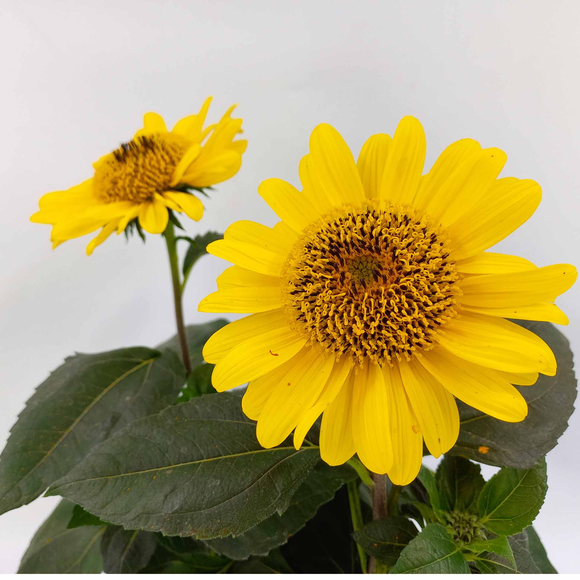 Sonnenblume Helianthus 2