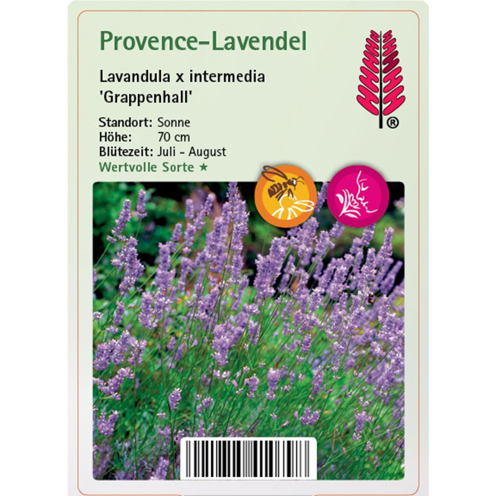 Blume, Pflanze, Lavendel, Purpur