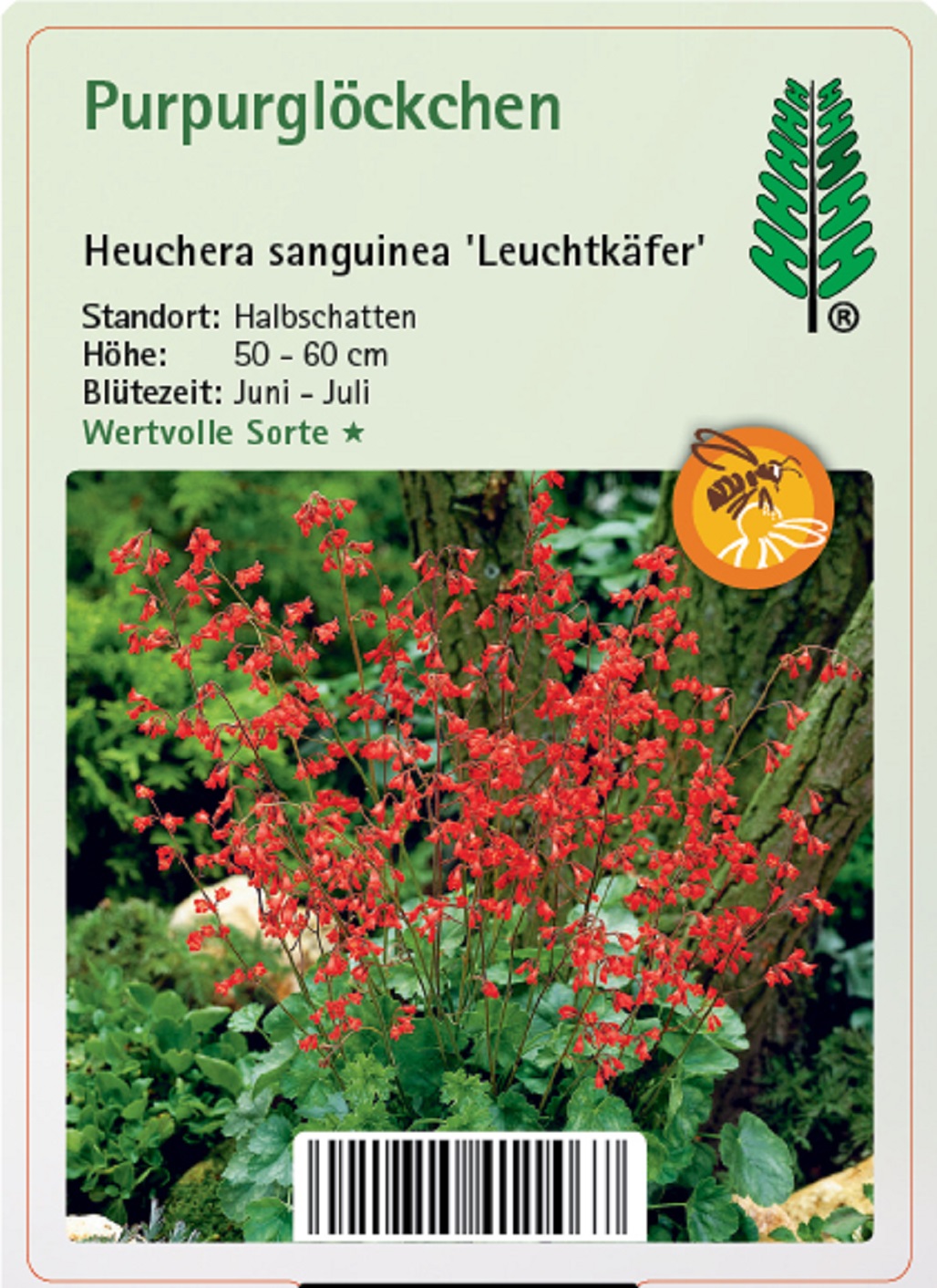 Purpurglöckchen - Heuchera sanguinea 'Leuchtkäfer', 11cm Topf