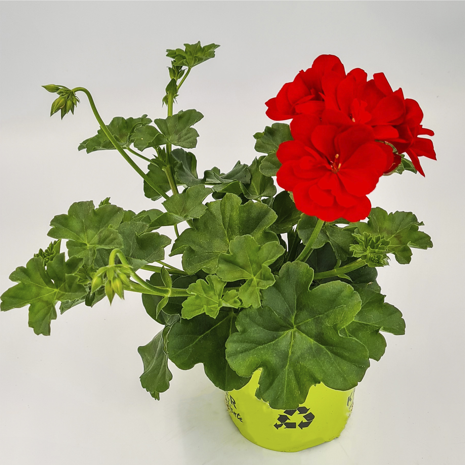 rot blühende Geranie Big5 Red im Pflanztopf