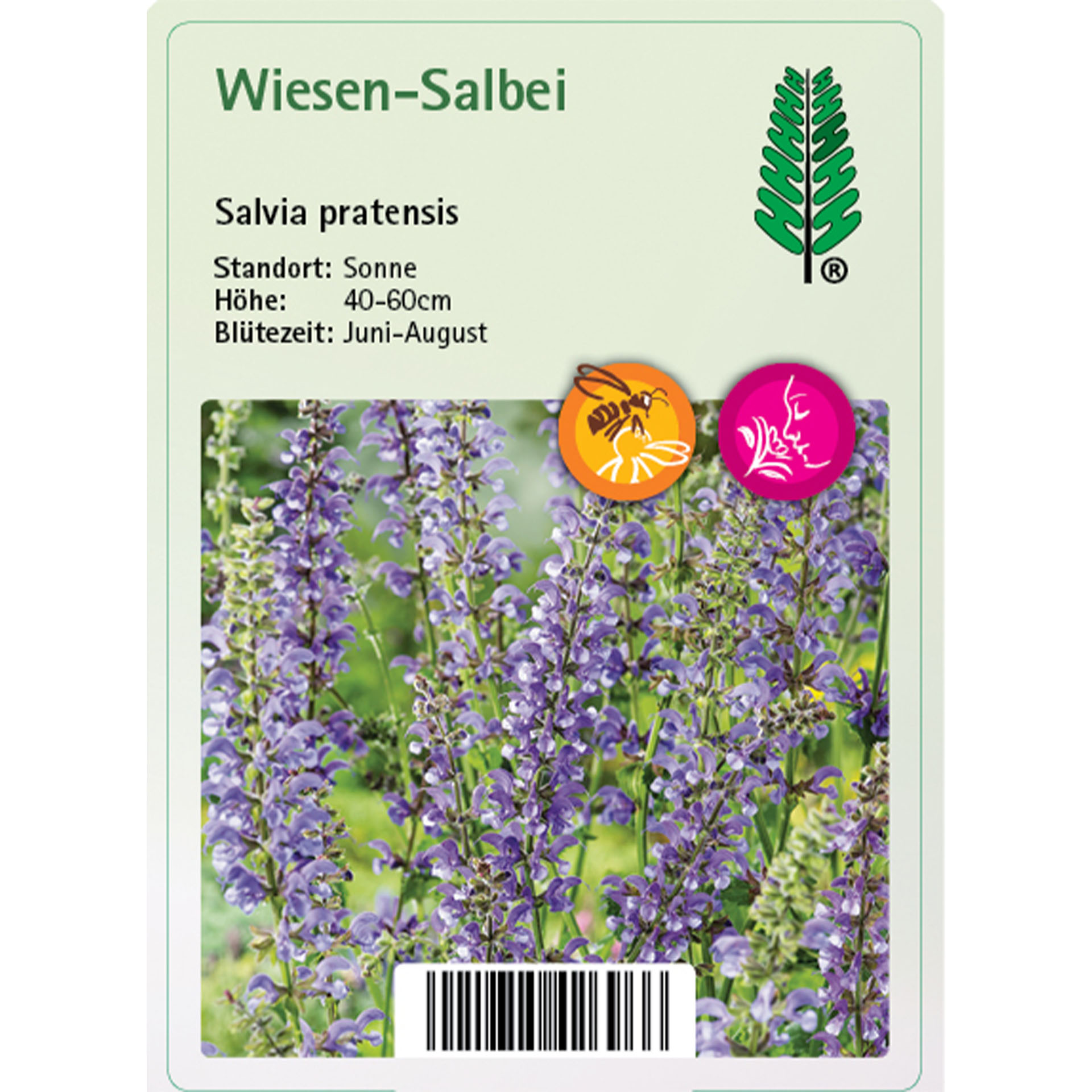 Blume, Lupine, Purpur, Lavendel, Kräuterig