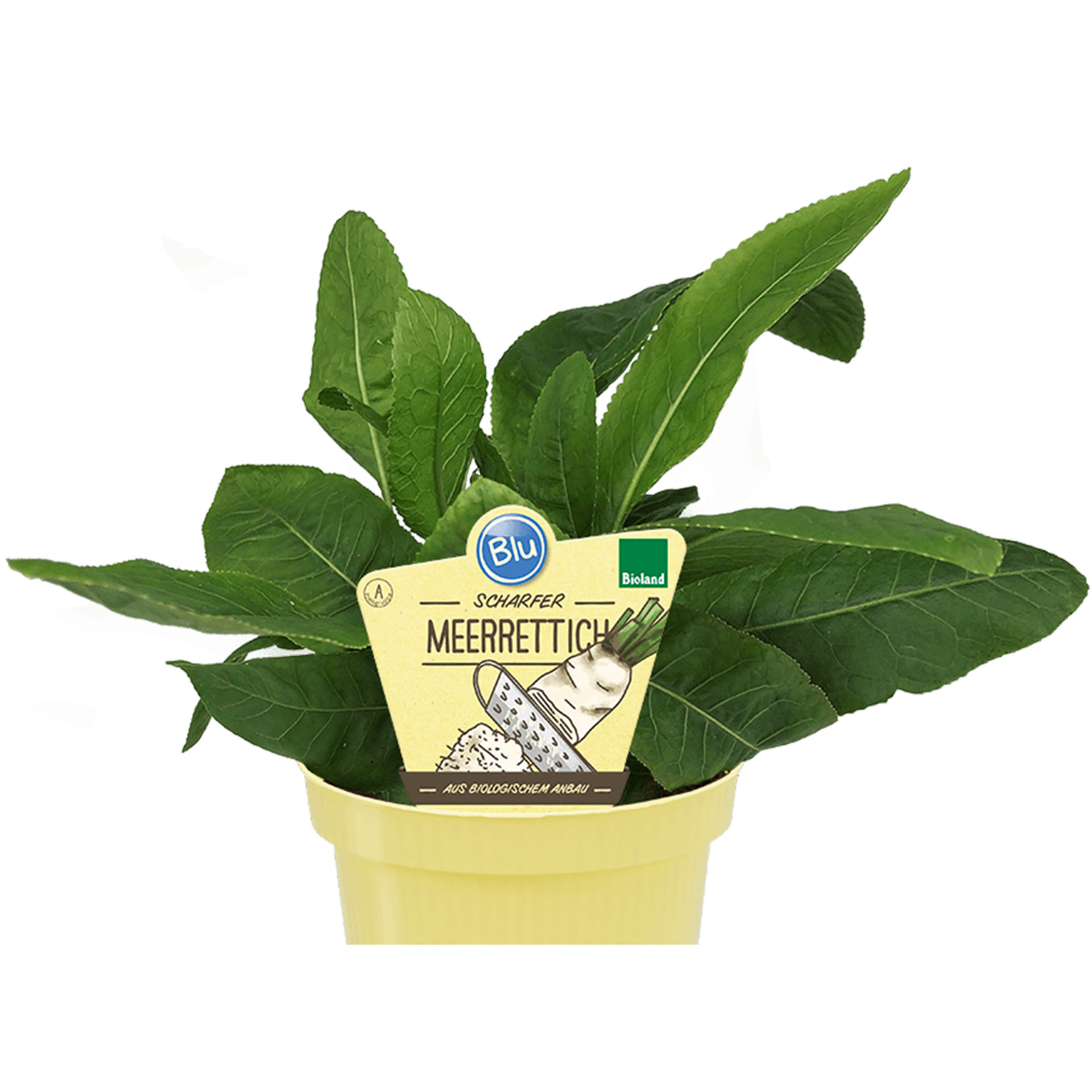 Bio Meerrettich scharf aromatisch gesund Kräuter