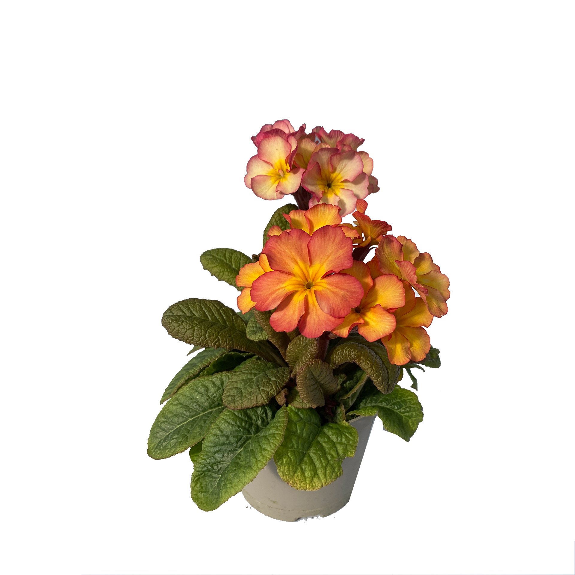 Hohe Schlüsselblume - Primula elatior, orange, 12cm Topf