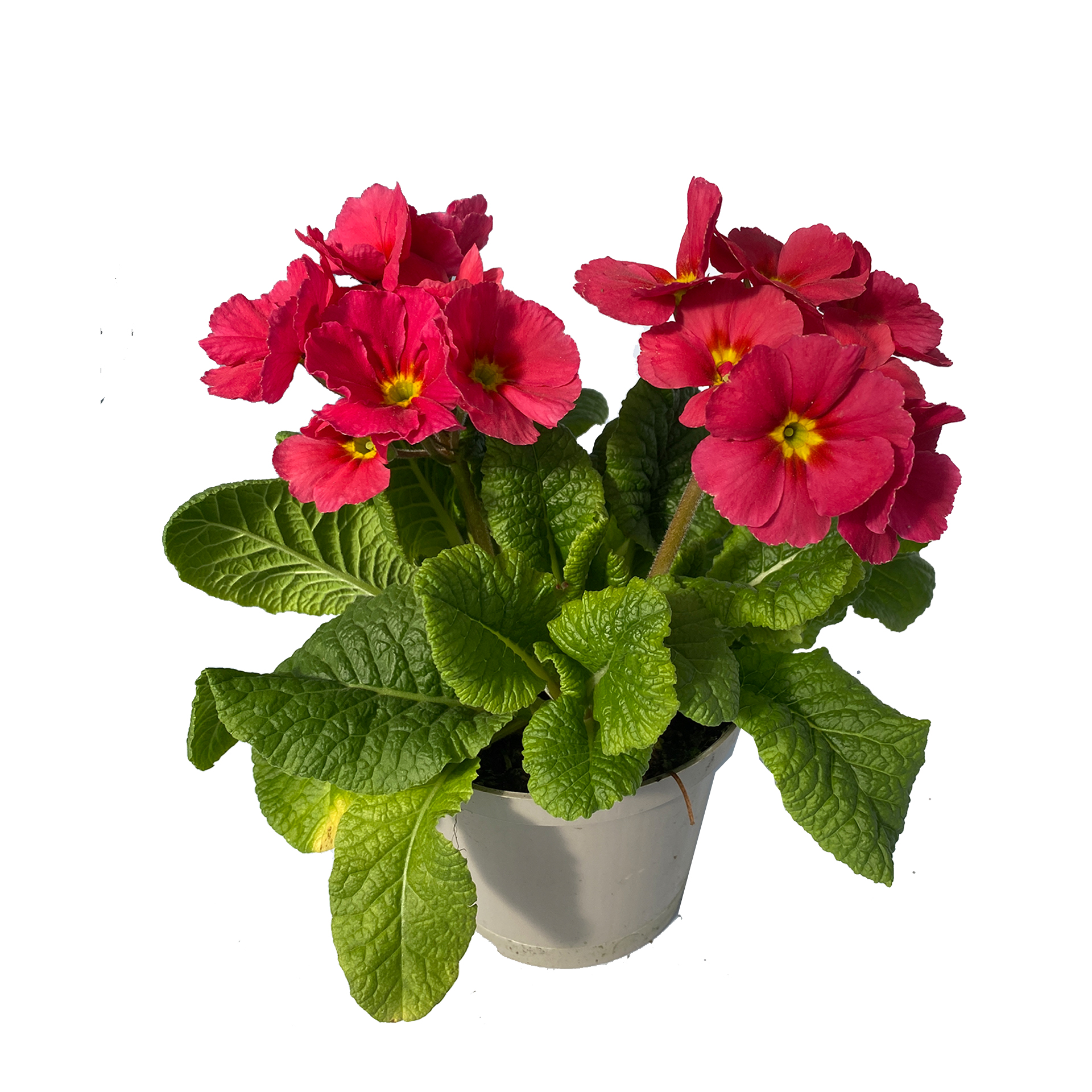 Hohe Schlüsselblume - Primula elatior, hellrot, 12cm Topf