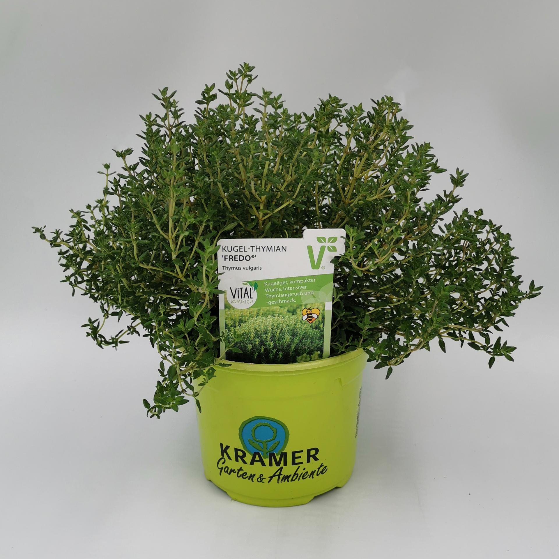 Kugel-Thymian 'Fredo' - Thymus vulgaris, 12cm Topf