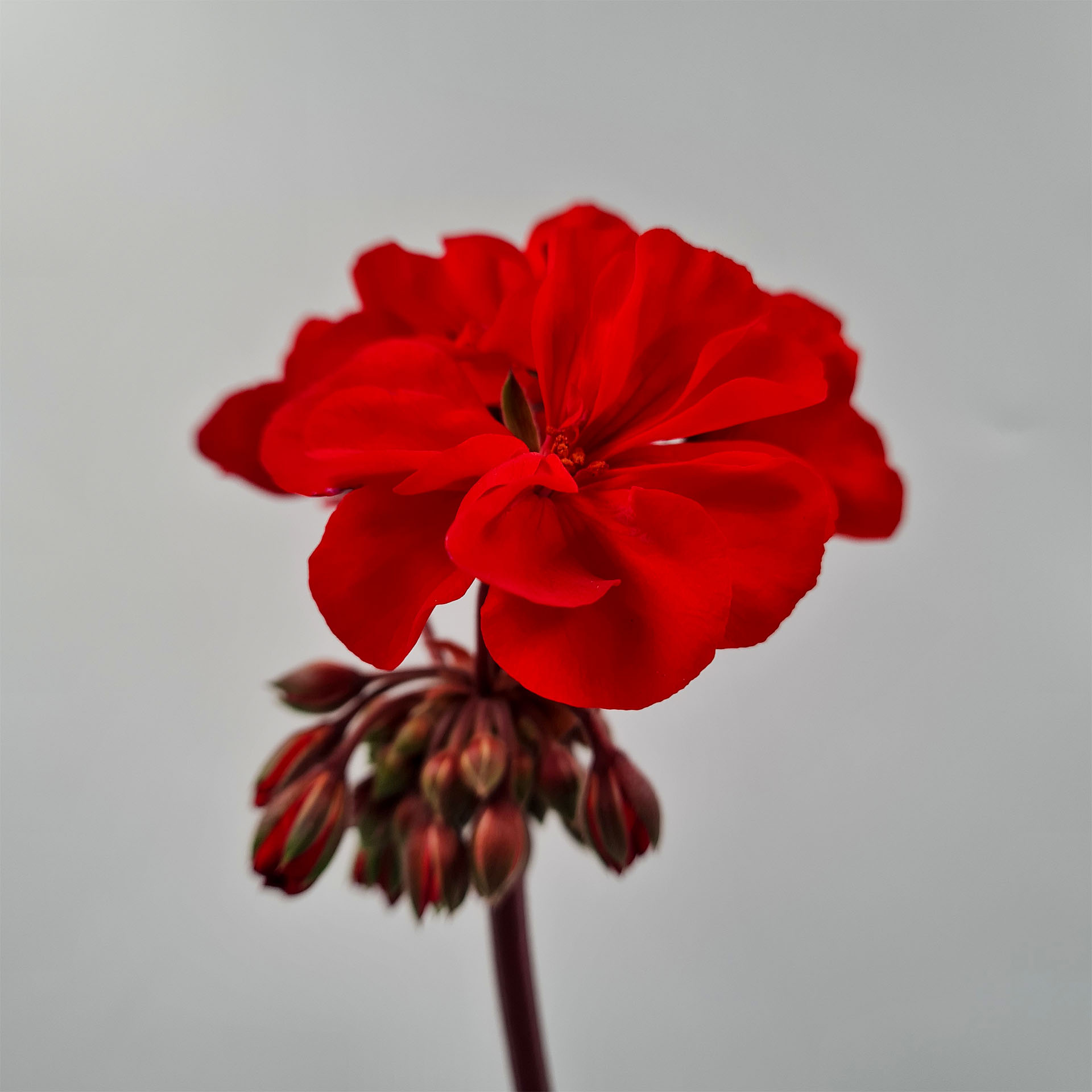 tiefrot leuchtende Blüten der Geranie Abelina, Blume, Geranie, Pflanze, Blütenblatt, Rose