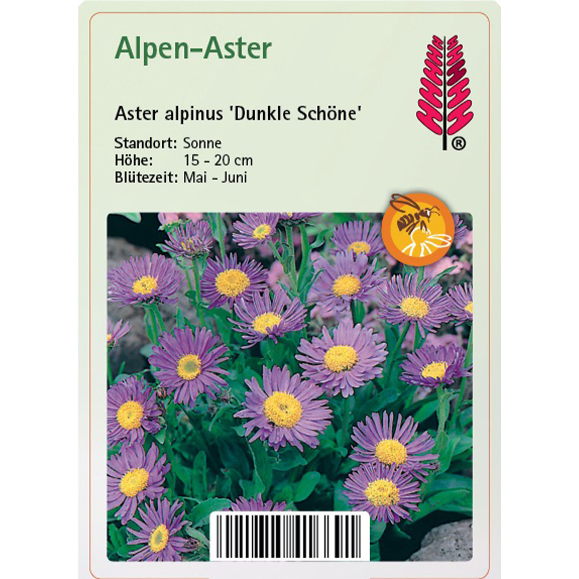 Gänseblümchen, Blume, Pflanze, Purpur