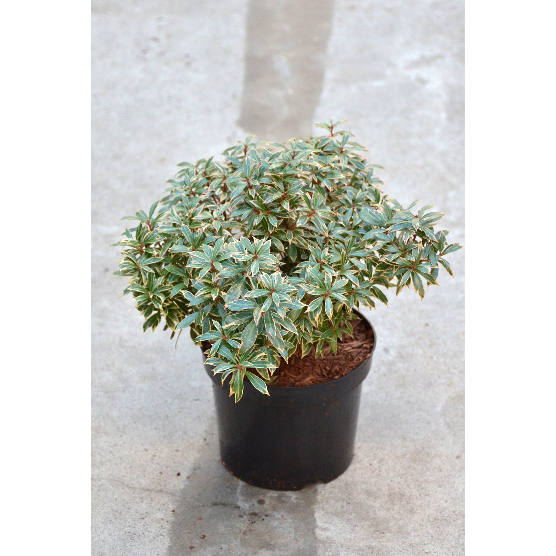 Lavendelheide - Pieris japonica 'Little Heath', C2 20-25cm