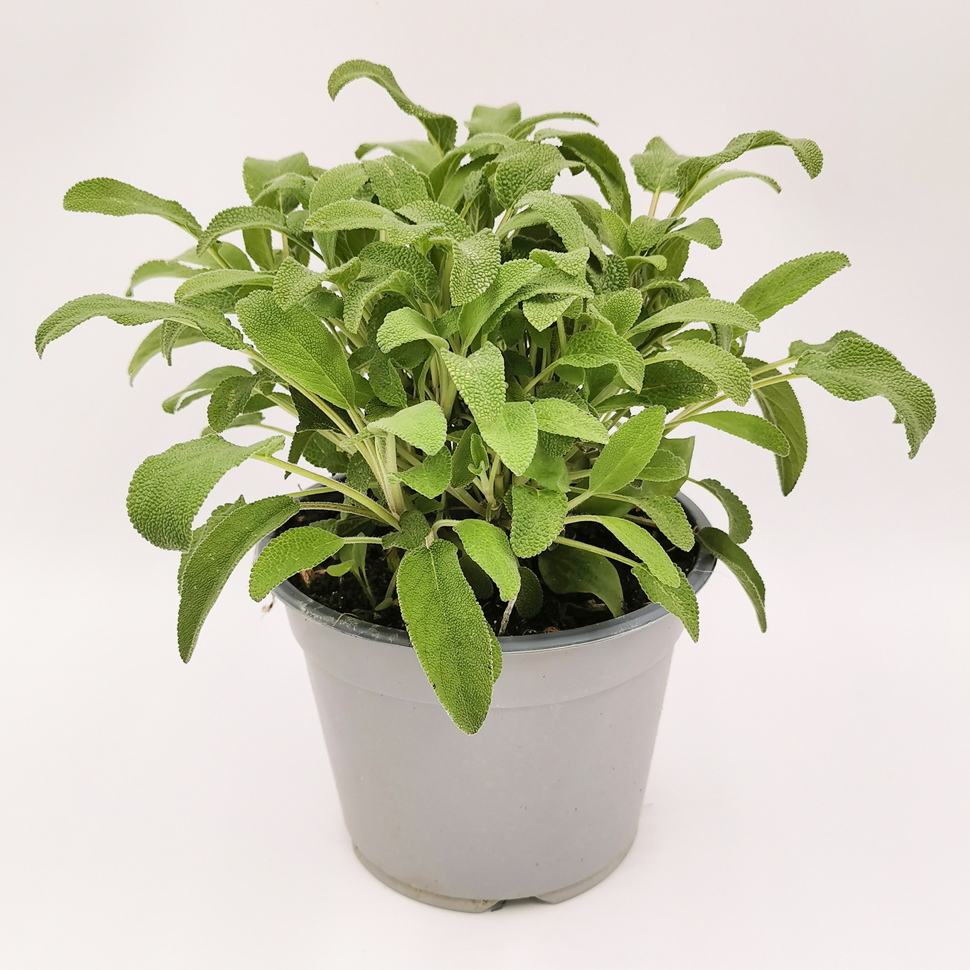 Salbei Gewürzpflanze Gewürz Kräuter Küchenkräuter Küchengewürz