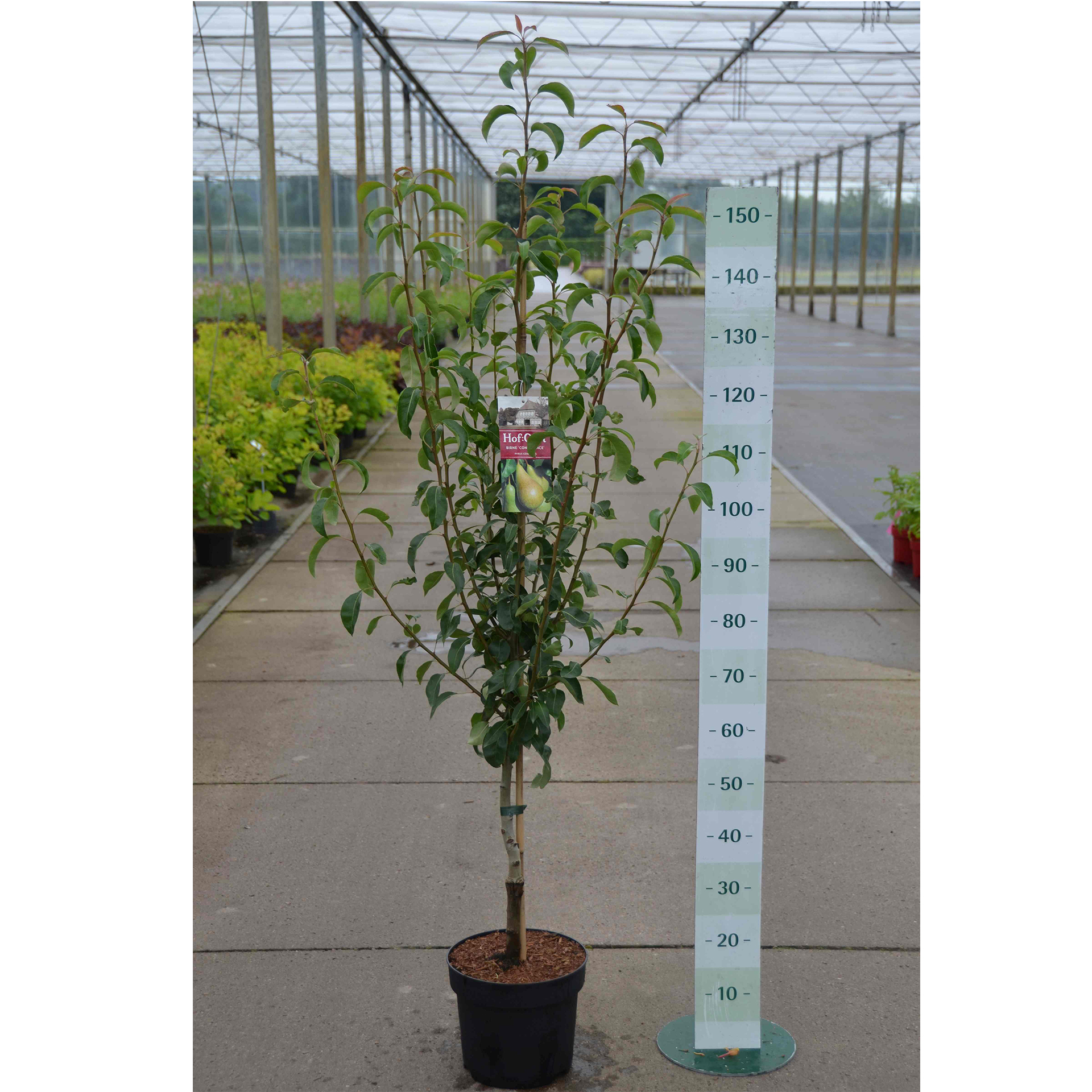 Birne Conference Birnenbaum grüne Birnen sehr saftig süß