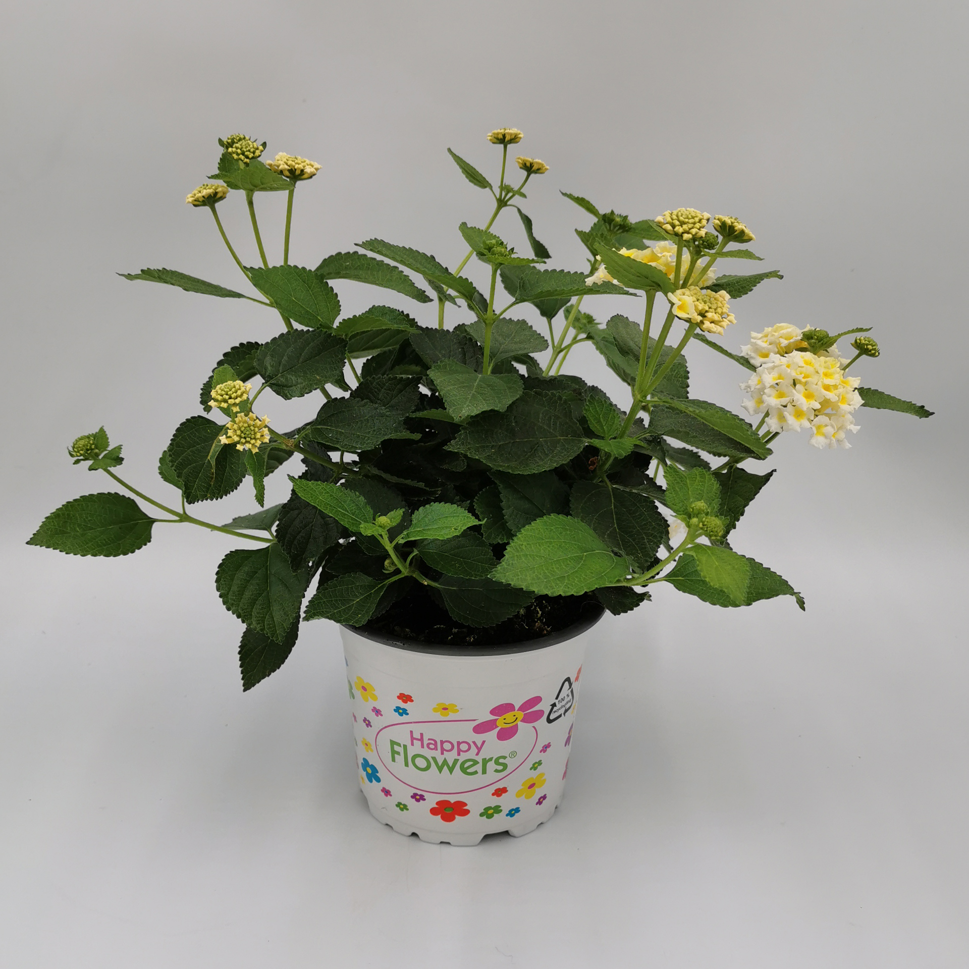Wandelröschen - Lantana camara weiß, 12cm Topf