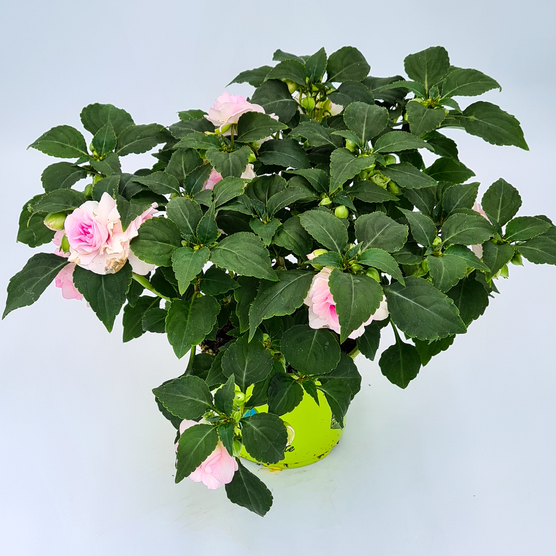 Fleißiges Lieschen gefüllt - Impatiens 'Musica Princess Pink'