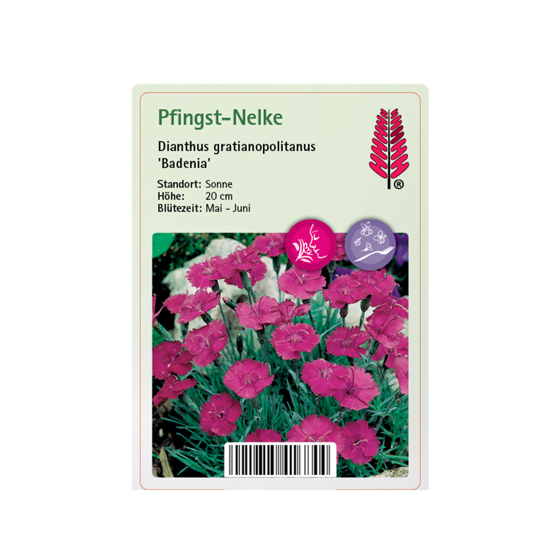 Pfingst-Nelke - Dianthus gratianopolitanus 'Badenia'