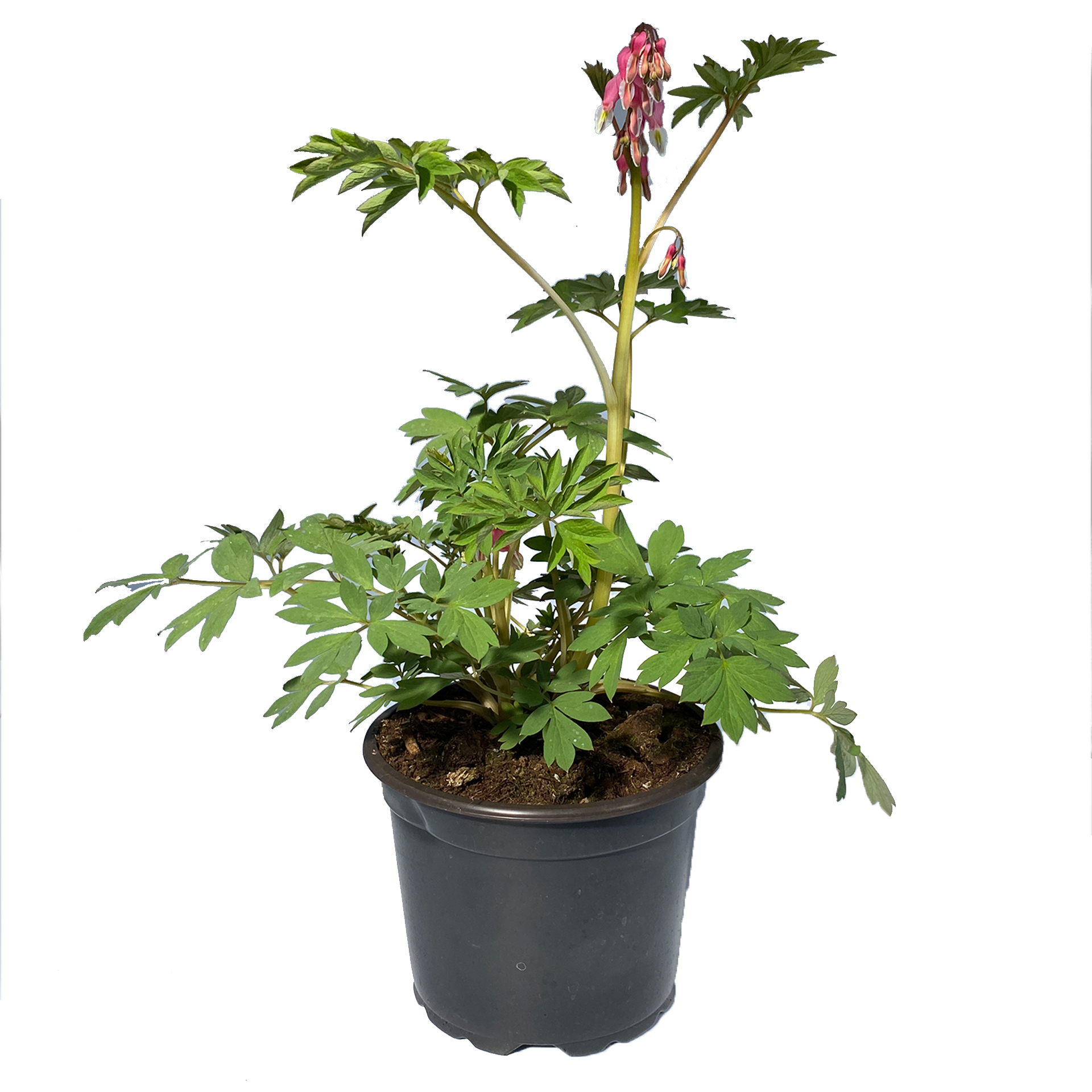 Tränendes Herz - Dicentra spectabilis rosa, 12cm Topf