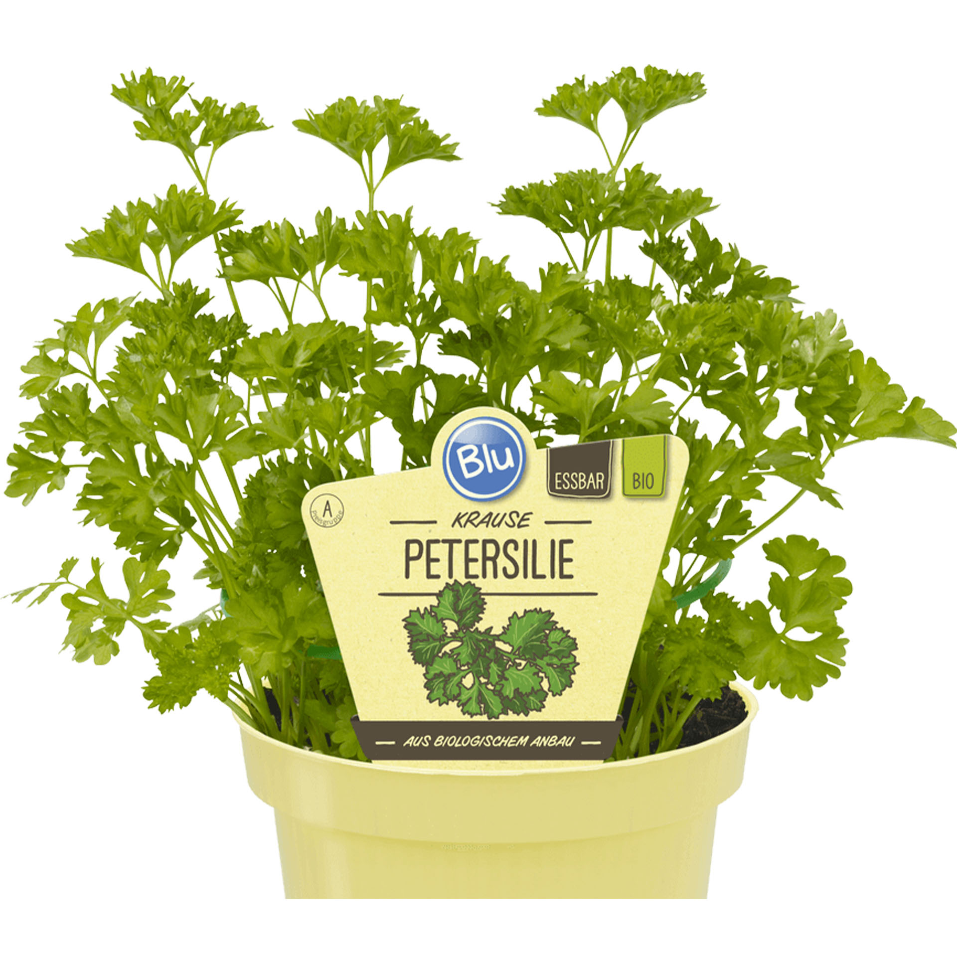 Topf mit Petersilie und Pflanzstecker