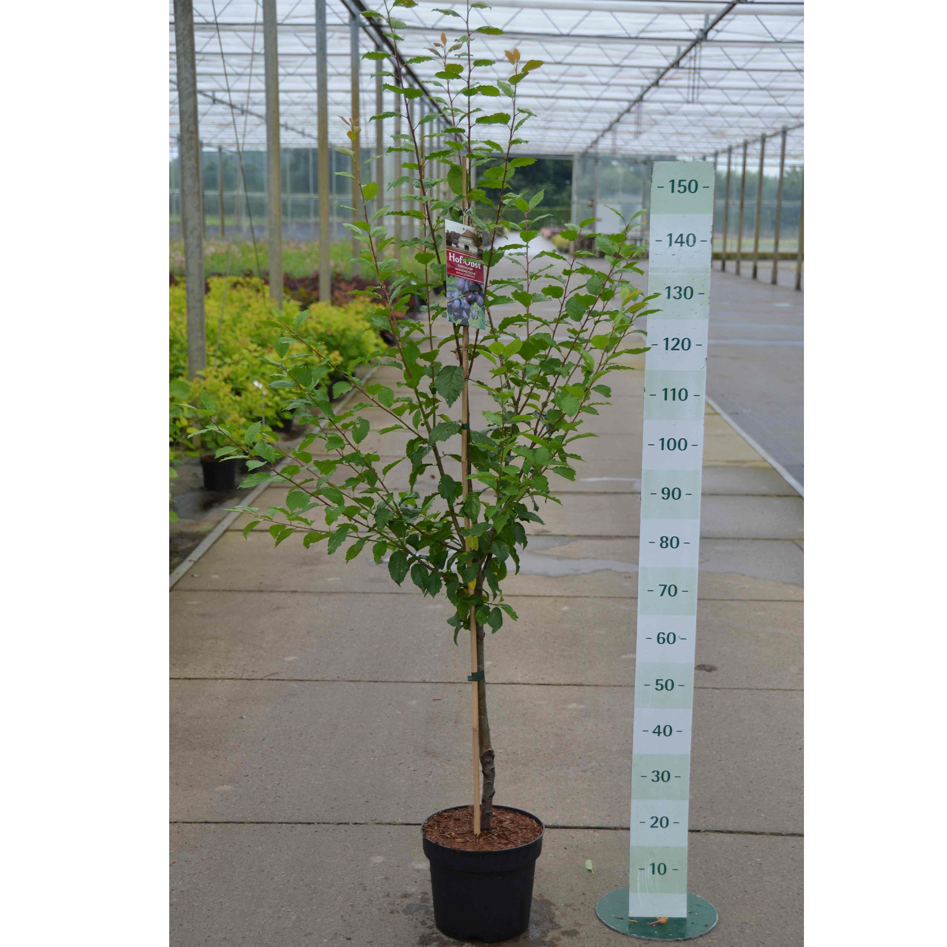 Pflanztopf mit Obstbaum Zwetsche Hauszwetsche