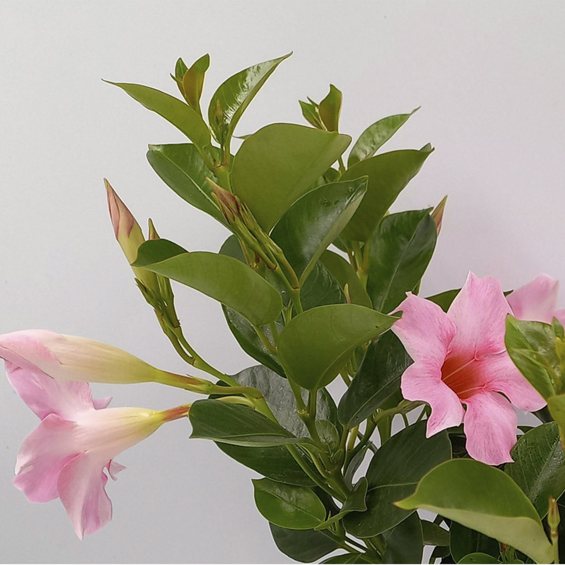 Dipladenie / Mandevilla Doppelbogen - Dipladenia creme-pink, 17cm Topf