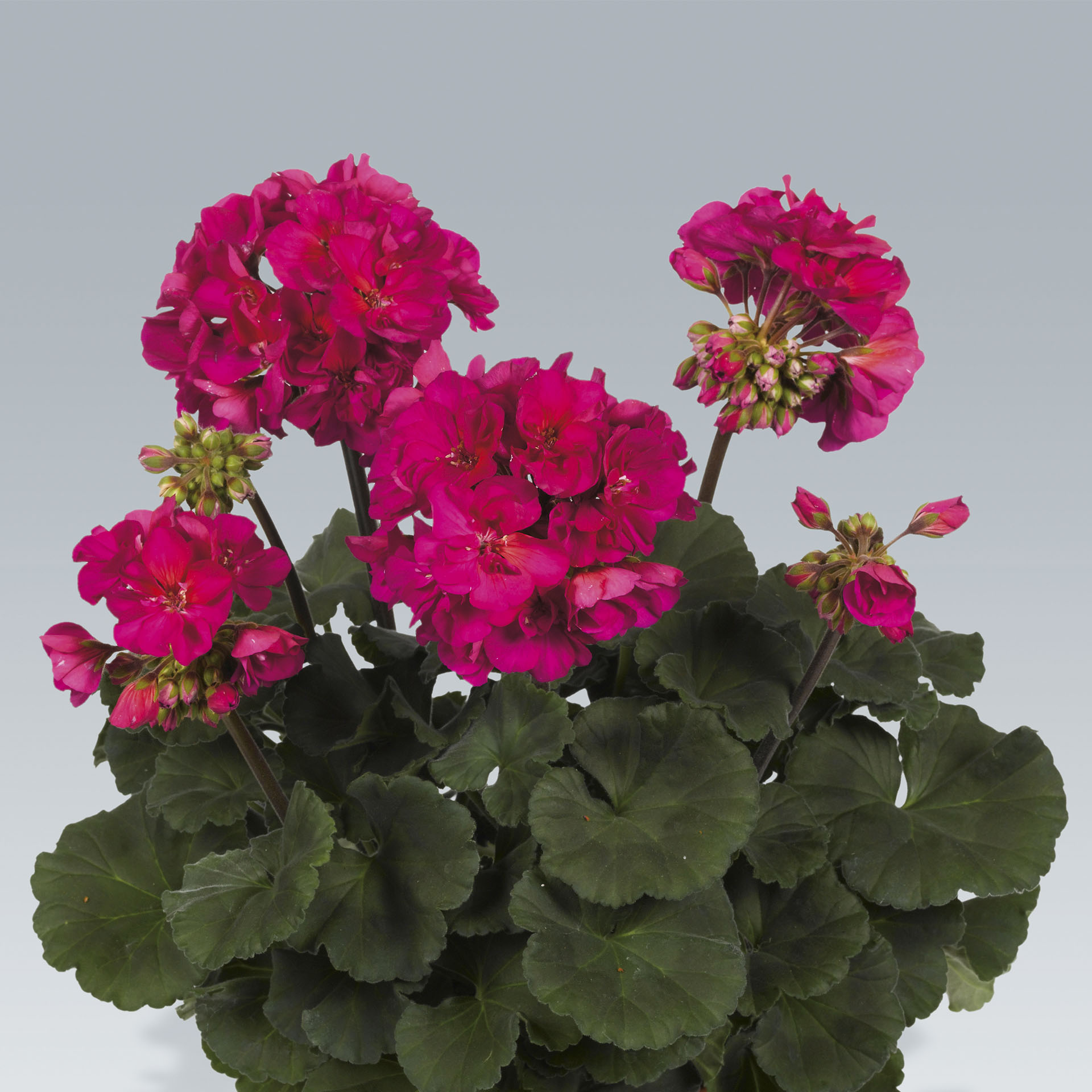 purpurrot blühende Geranie Neona