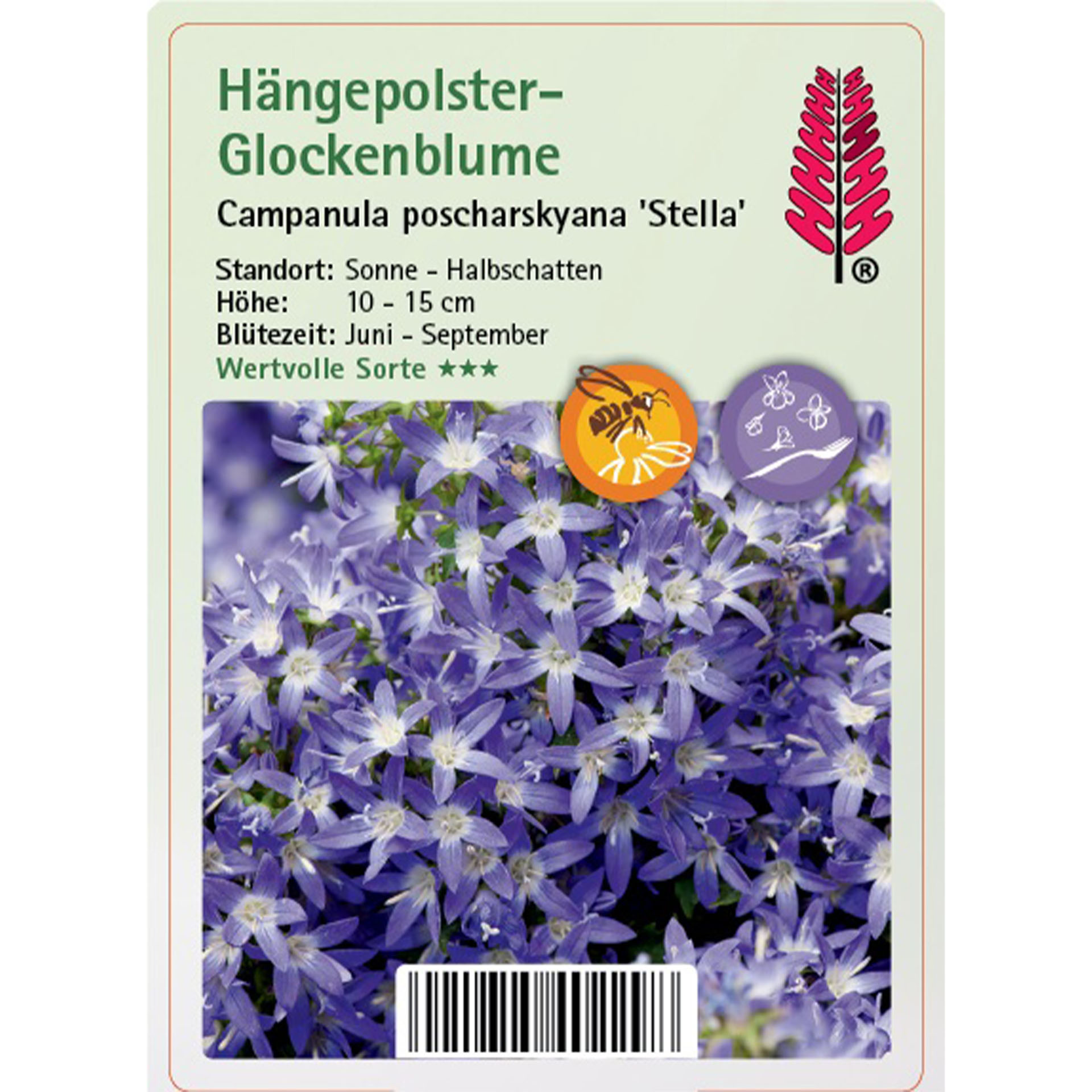 Blume, Pflanze, Purpur, Blütenblatt