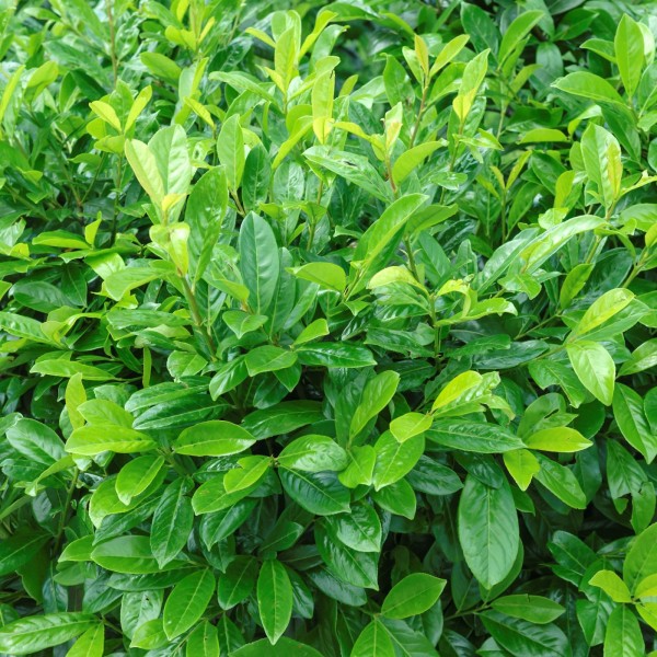 Heckenpflanze Kirschlorbeer immergrün Sichtschutz