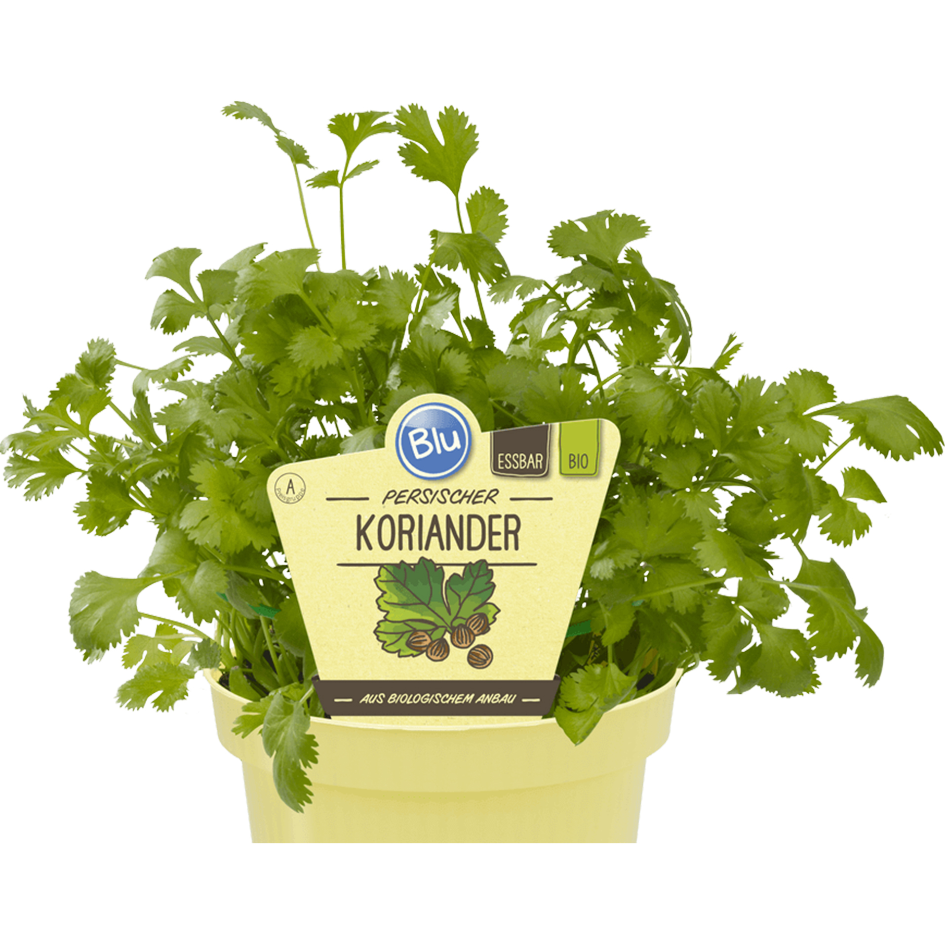 BIO Koriander Persischer - Coriandrum sativum, 12cm Topf