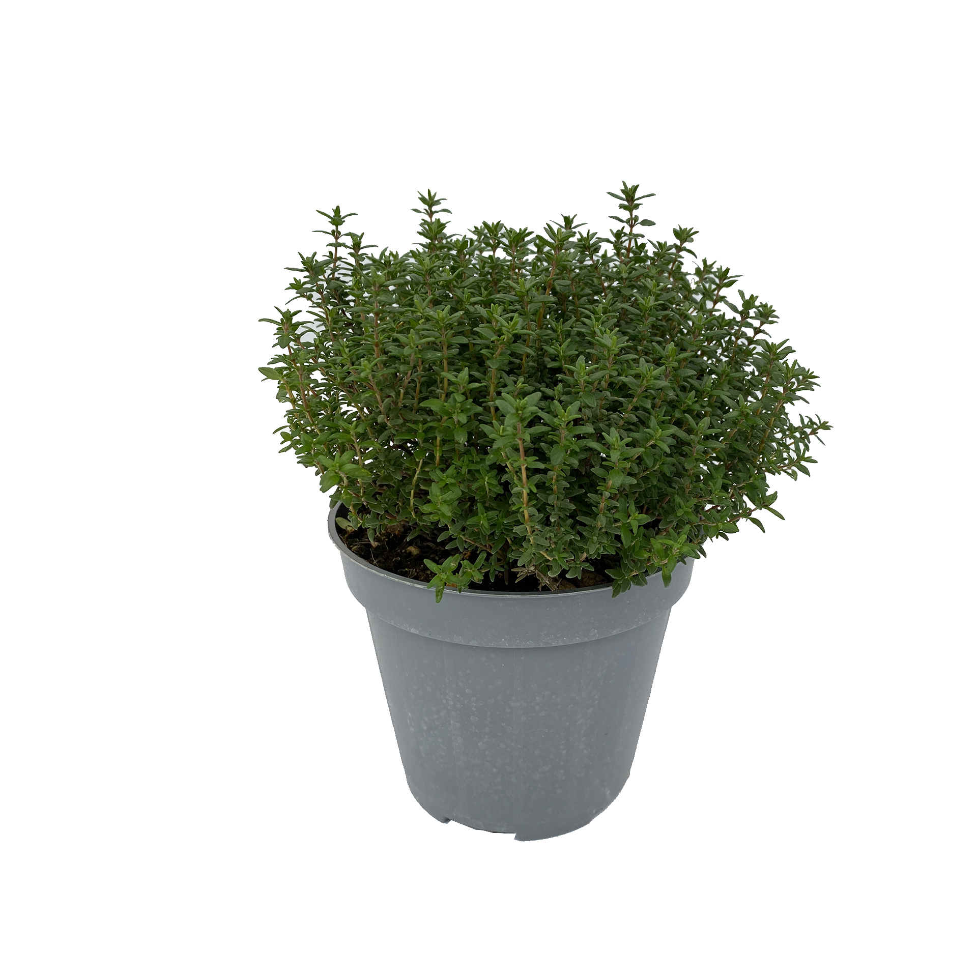 Zitronenthymian - Thymus citrodorus, 14cm Topf