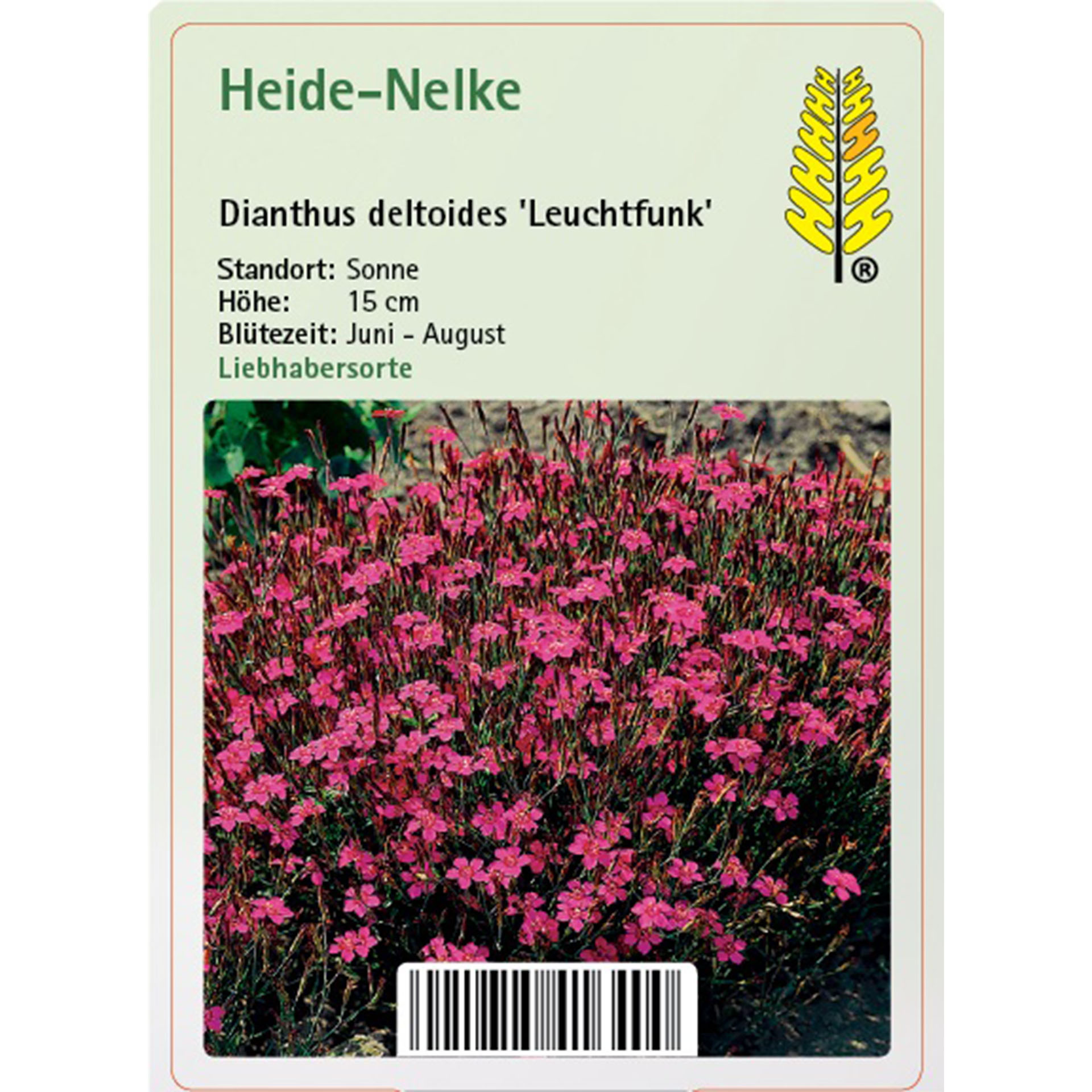 Blume, Pflanze, Bewuchs, Blütenblatt